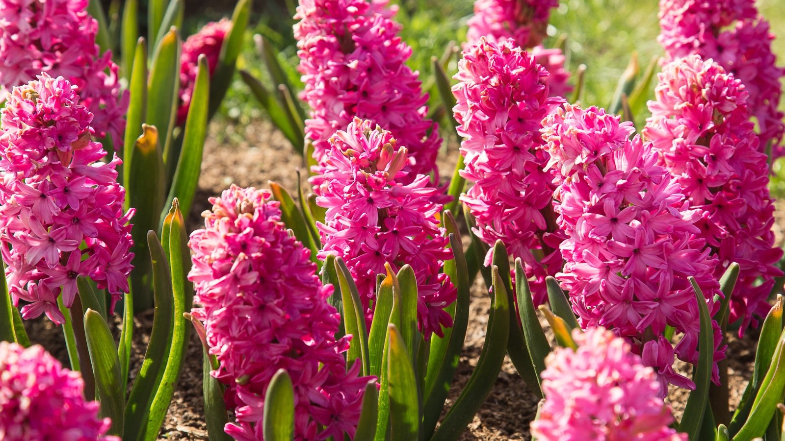 Upright green stems support long, narrow, strap-shaped leaves, topped with dense clusters of bright pink, tubular flowers.