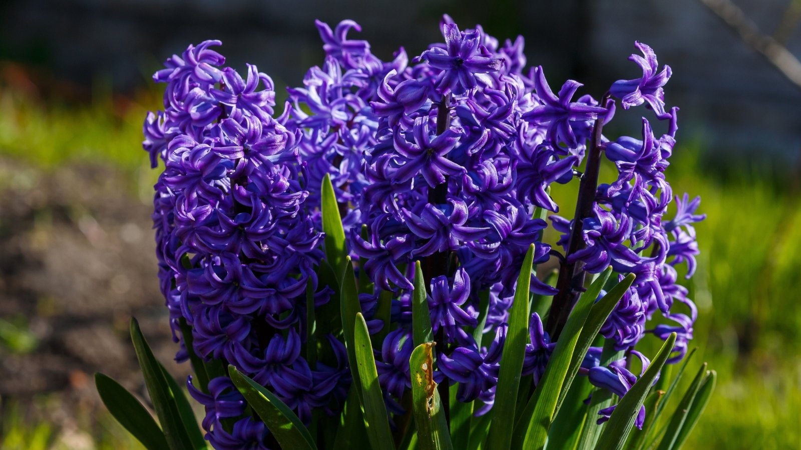 Purple Hyacinthus orientalis with dense spikes of fragrant violet flowers rising above thick, strap-shaped green leaves.