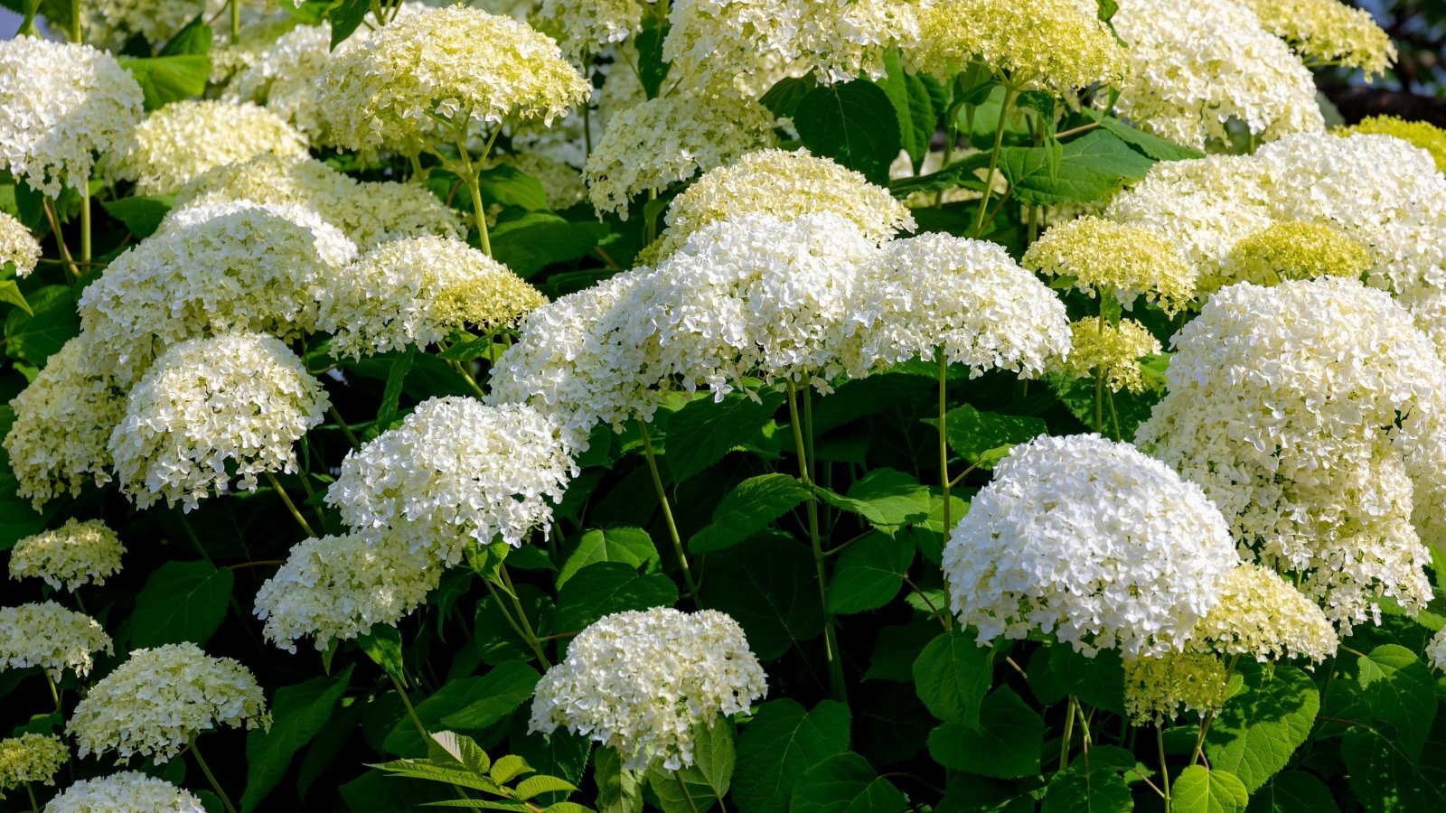 Clusters of small, creamy white flowers form rounded blooms atop green stems, surrounded by broad, serrated, dark green leaves with a slightly textured surface.