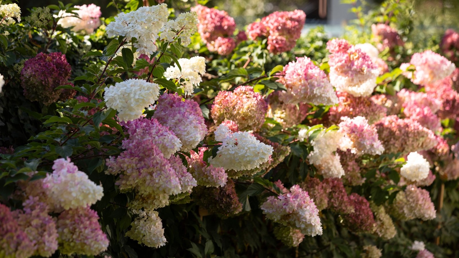 Large, conical flower clusters transition from creamy white to soft pink, standing above lush, ovate, dark green leaves with serrated edges and a slightly glossy texture.