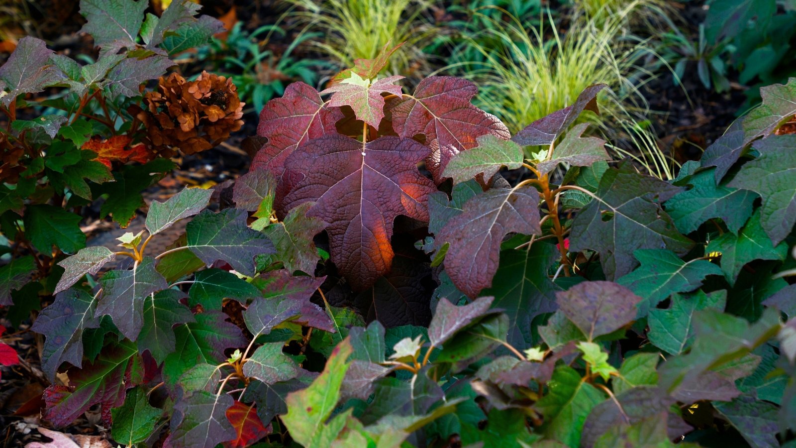 Shrub with sturdy stems and large, lobed leaves transitioning from green to deep wine-red and burgundy, creating a dramatic autumn display.