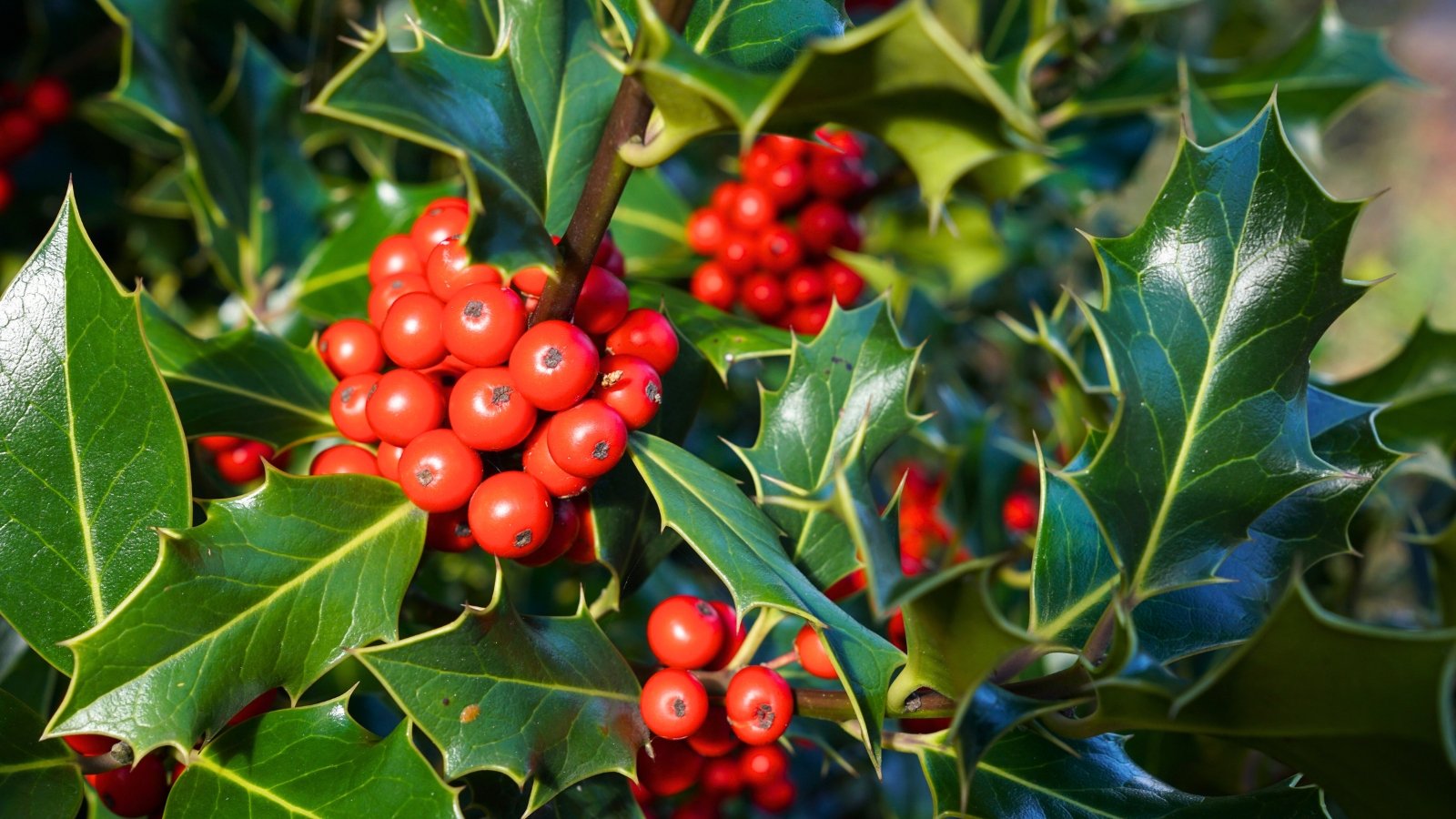A cluster of bright red, round berries growing on a stem among thick, spiny, dark green leaves.