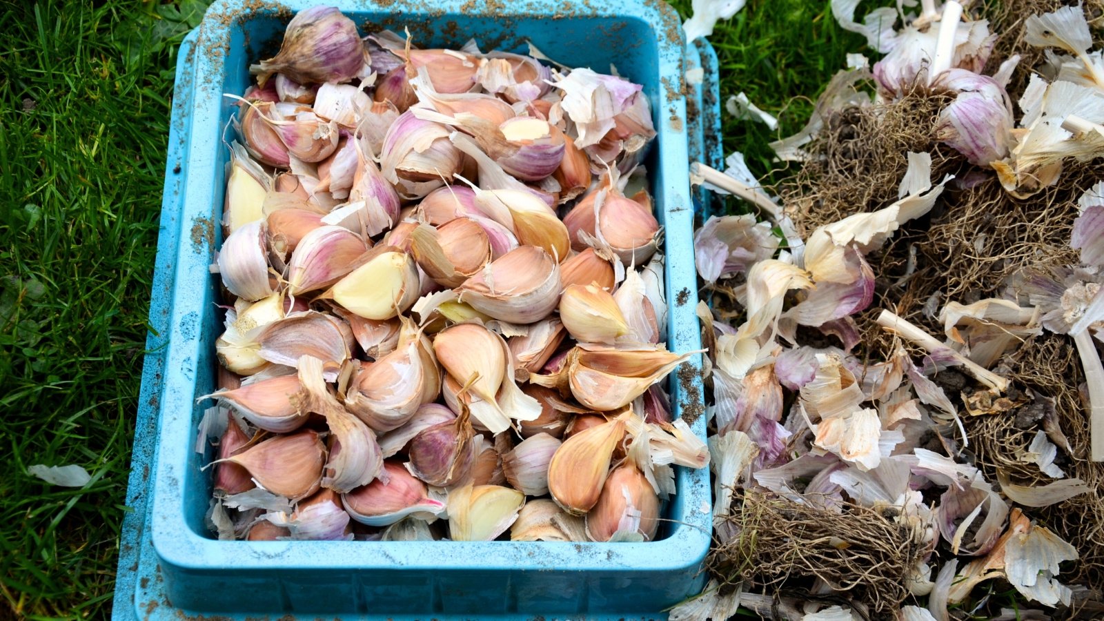 Close-up of a blue plastic crate holding peeled and stemmed garlic cloves, each ready for planting.