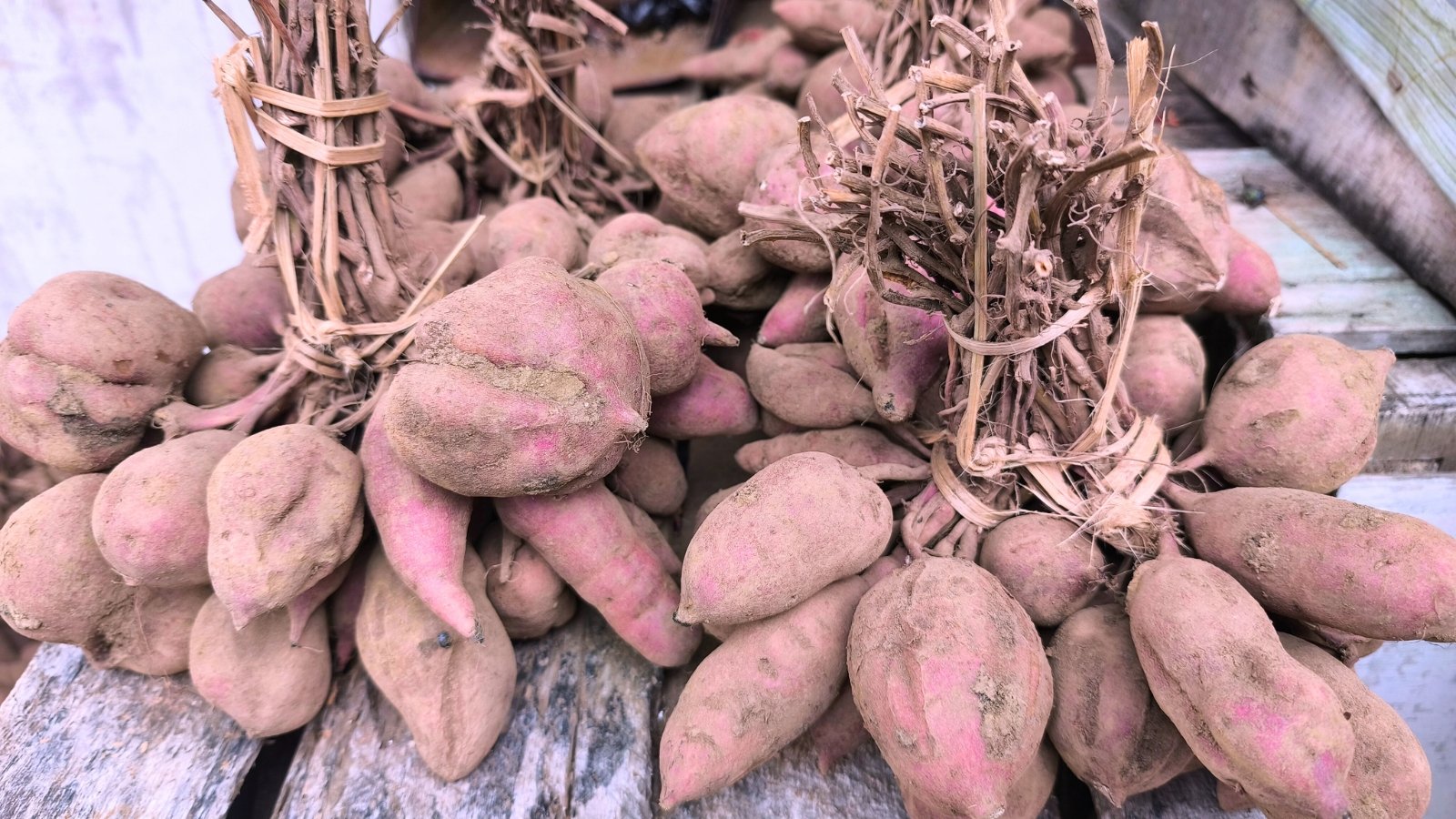A large, mounded pile of smooth-skinned, pinkish-purple, irregularly shaped storage roots tied into bunches with dried stem material.