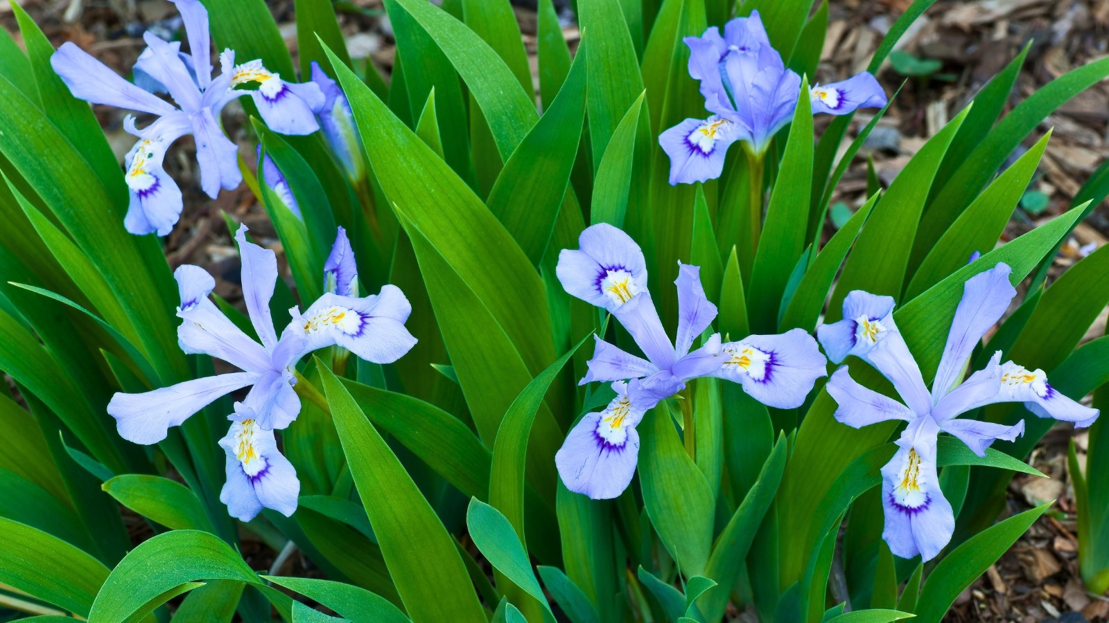 A clump of sword-shaped green leaves with several light blue-violet flowers featuring ruffled yellow and white markings on the lower petals.