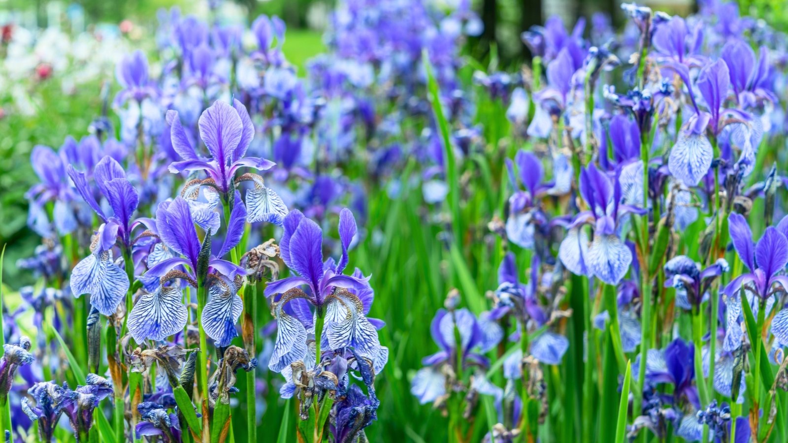 A field of large, purple-blue flowers with white and dark blue veining on the lower petals, surrounded by tall, sword-shaped green leaves.
