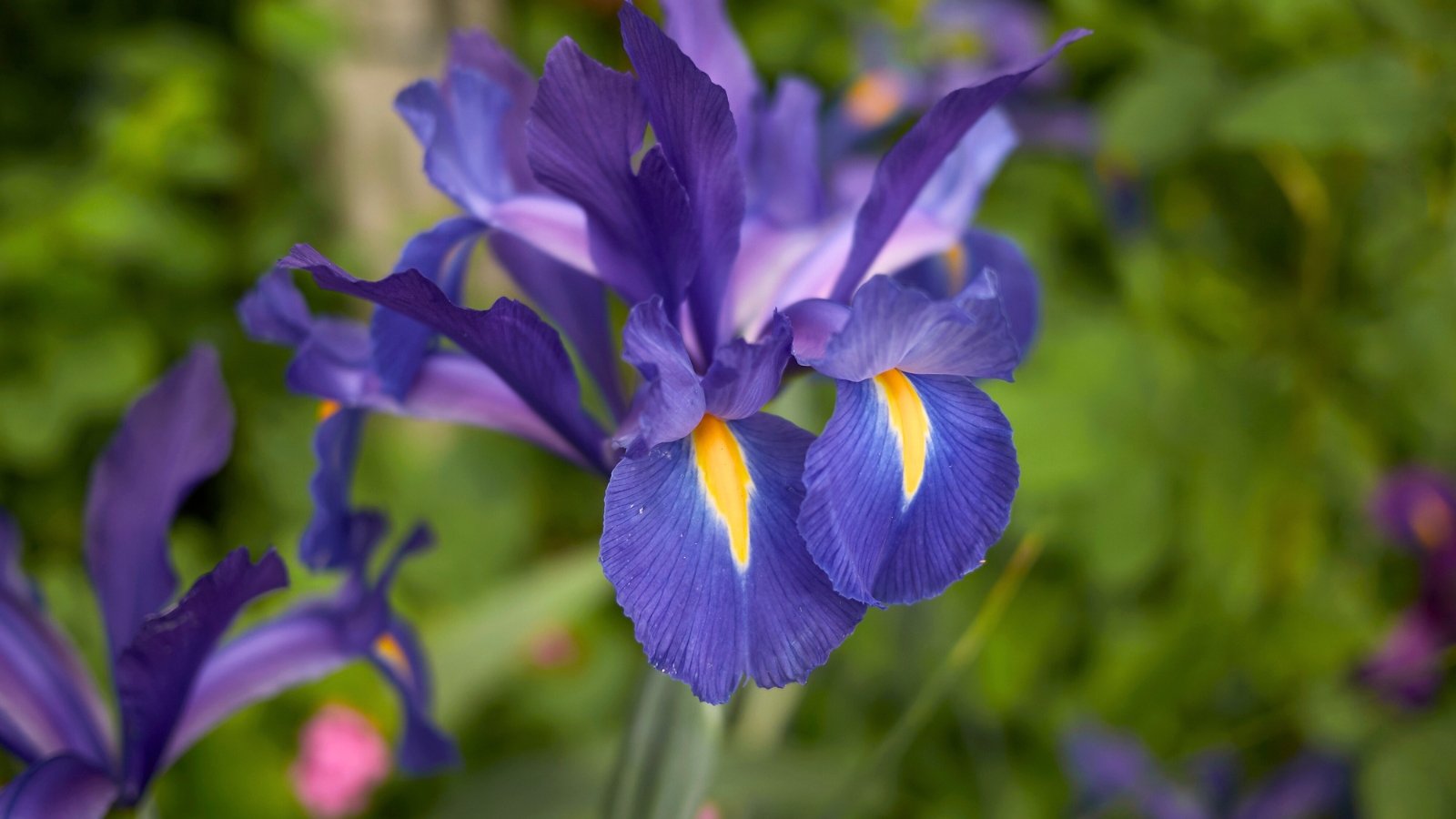 Tall stem with a large, upright flower displaying vibrant purple petals and sword-shaped green leaves at the base.