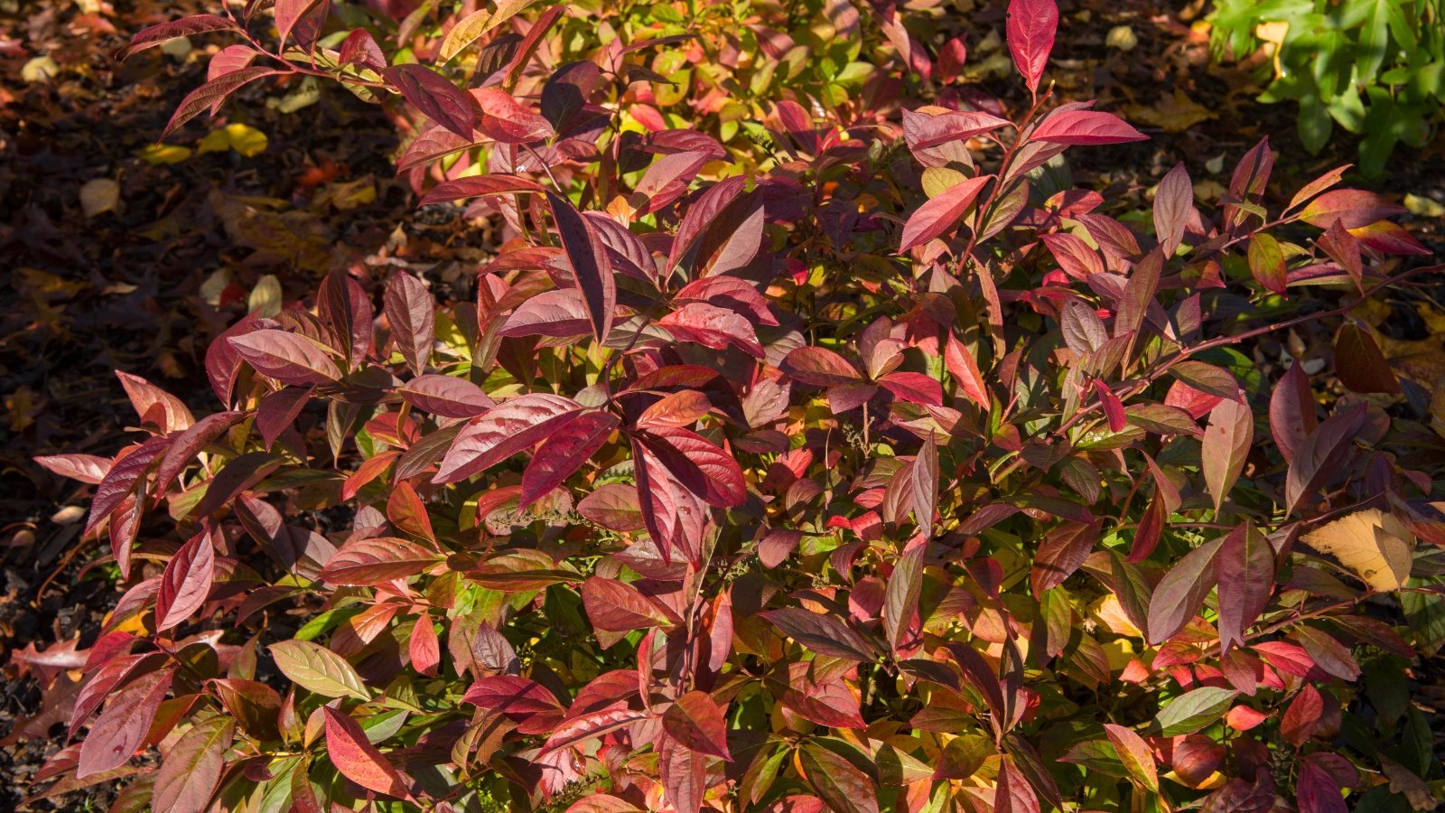 A dense shrub is covered in elongated, pointed leaves with a mix of dark red and burgundy tones, with some yellow-green leaves at the base.