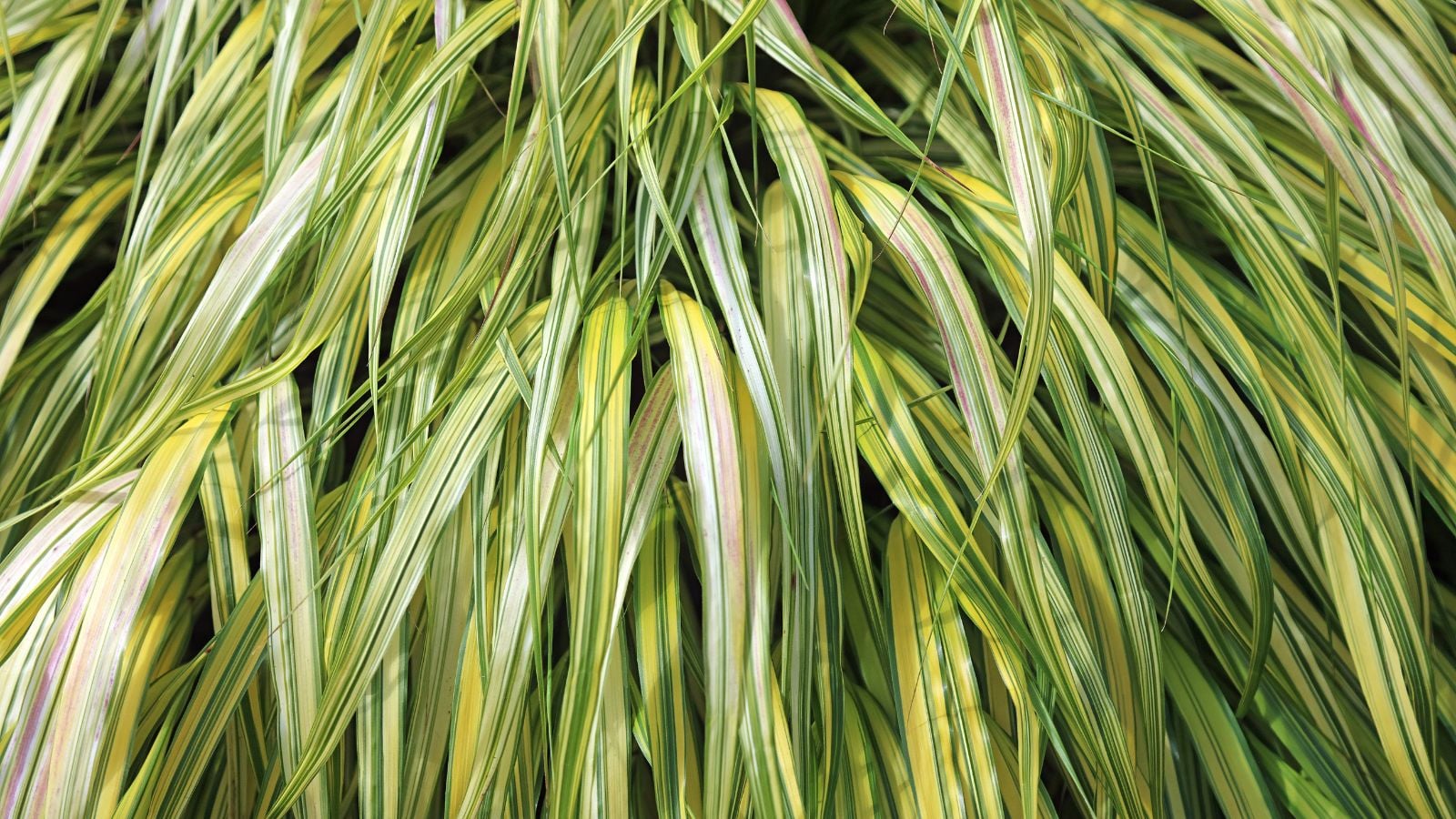 A close-up shot of a composition of light-green colored blades of the Japanese Forest Grass, developing in a well lit area