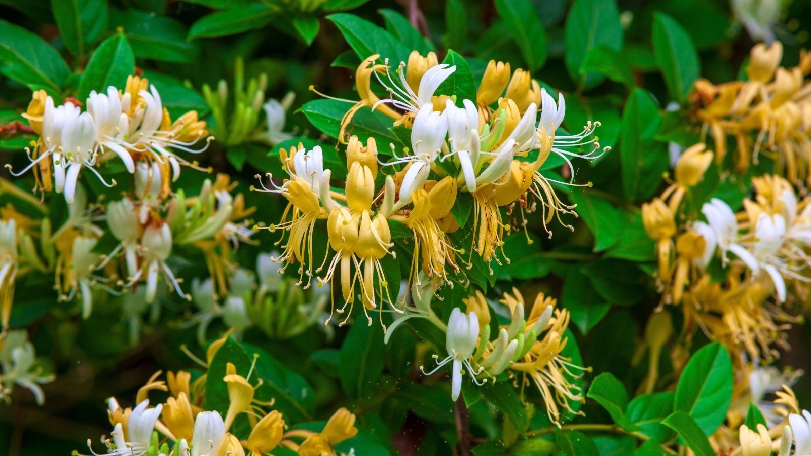 Twining, woody stems climb and twist, adorned with pairs of oval, glossy green leaves, while clusters of tubular flowers in creamy white with yellow centers bloom along the vines.