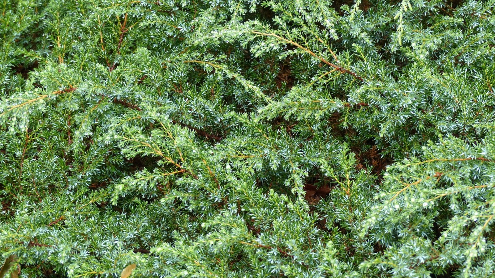 Slender, spreading branches are adorned with sharp, scale-like leaves in deep green, creating a dense, textured appearance along the stems.