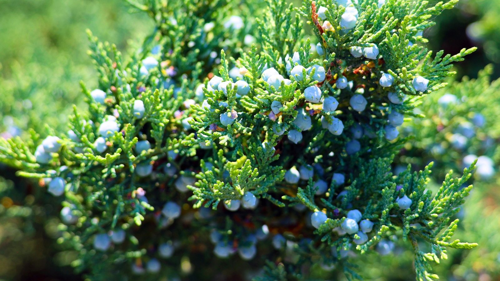 A dense bush with green, scale-like leaves and many small, bluish-gray, berry-like cones.
