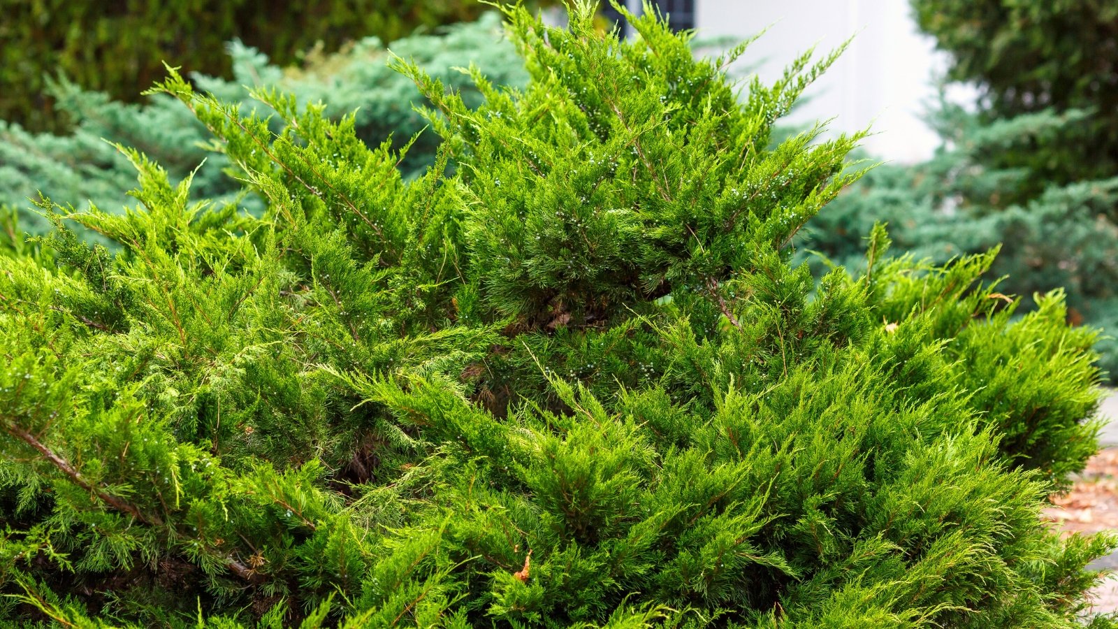 Dense, needle-like green foliage covers slender, woody stems, forming a conical shape.