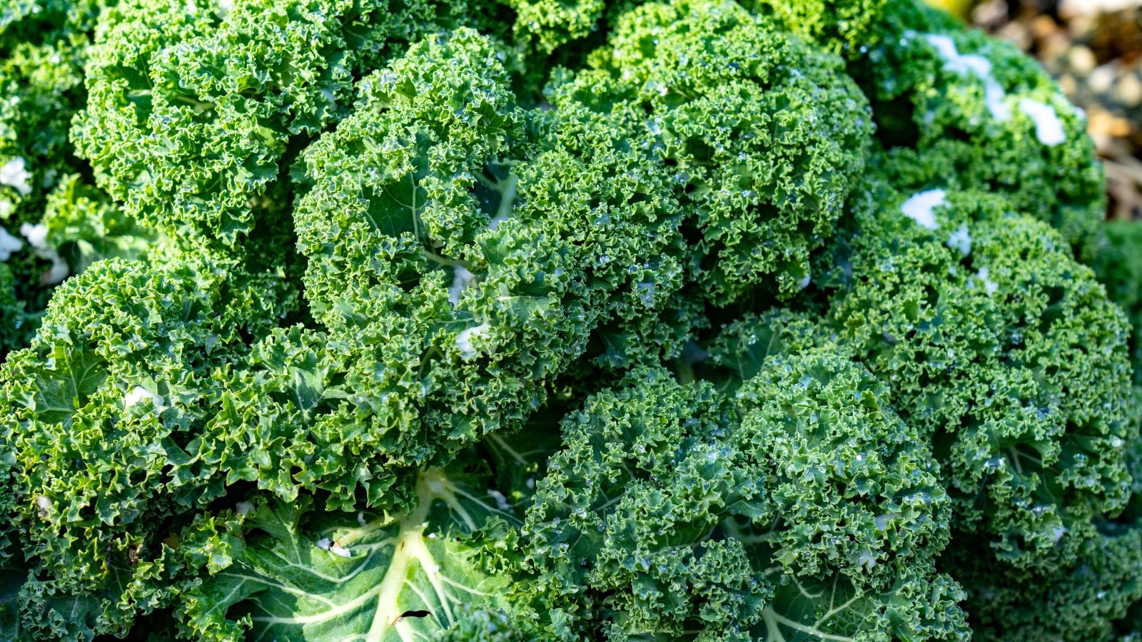 A tight bundle of thick, highly ruffled, curly dark-green leaves forming a dense head.