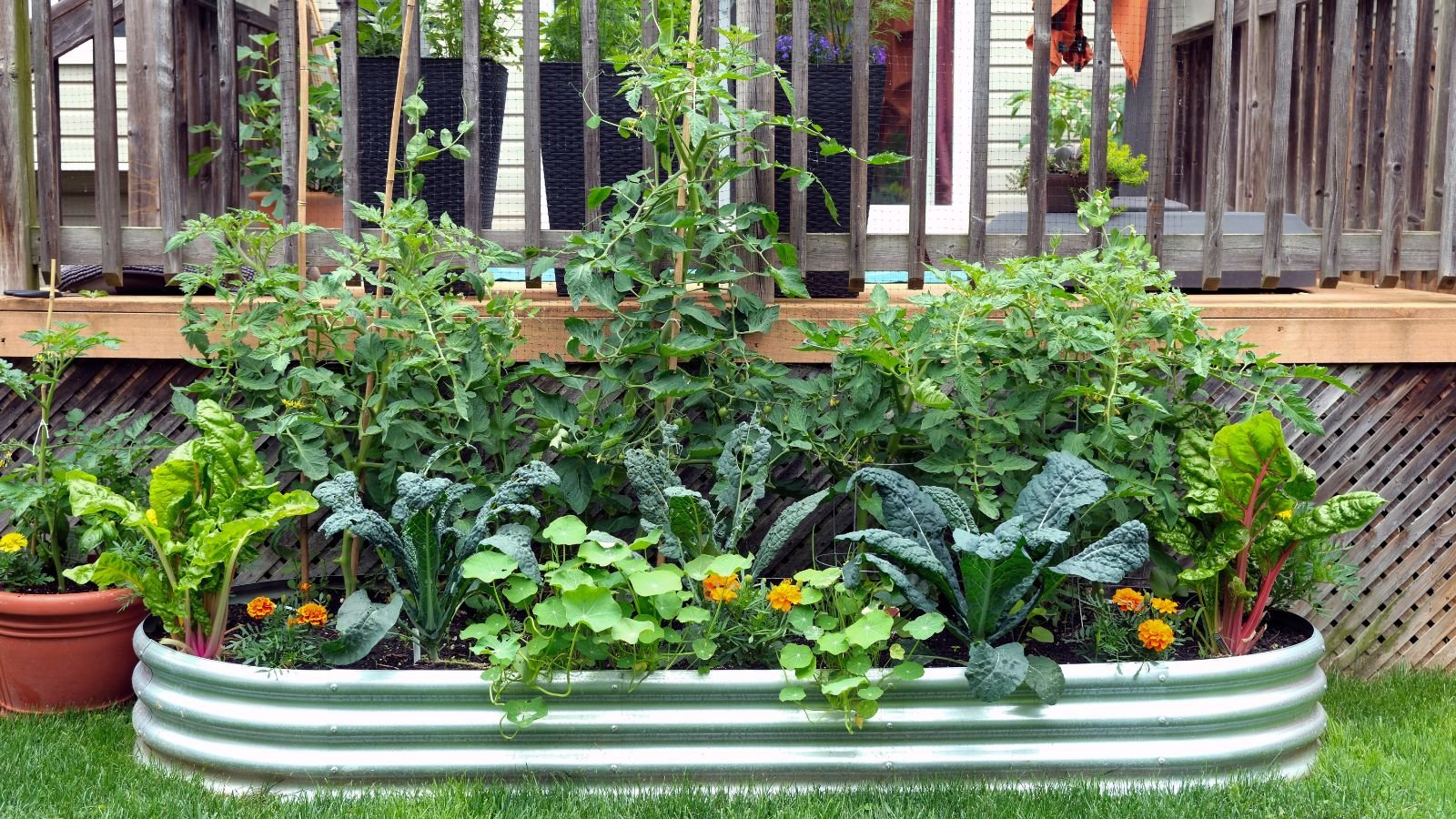 A close-up shot of a metal raised planter, filled with various developing crops, featuring Kale and Chard, situated in a well lit area outdoors
