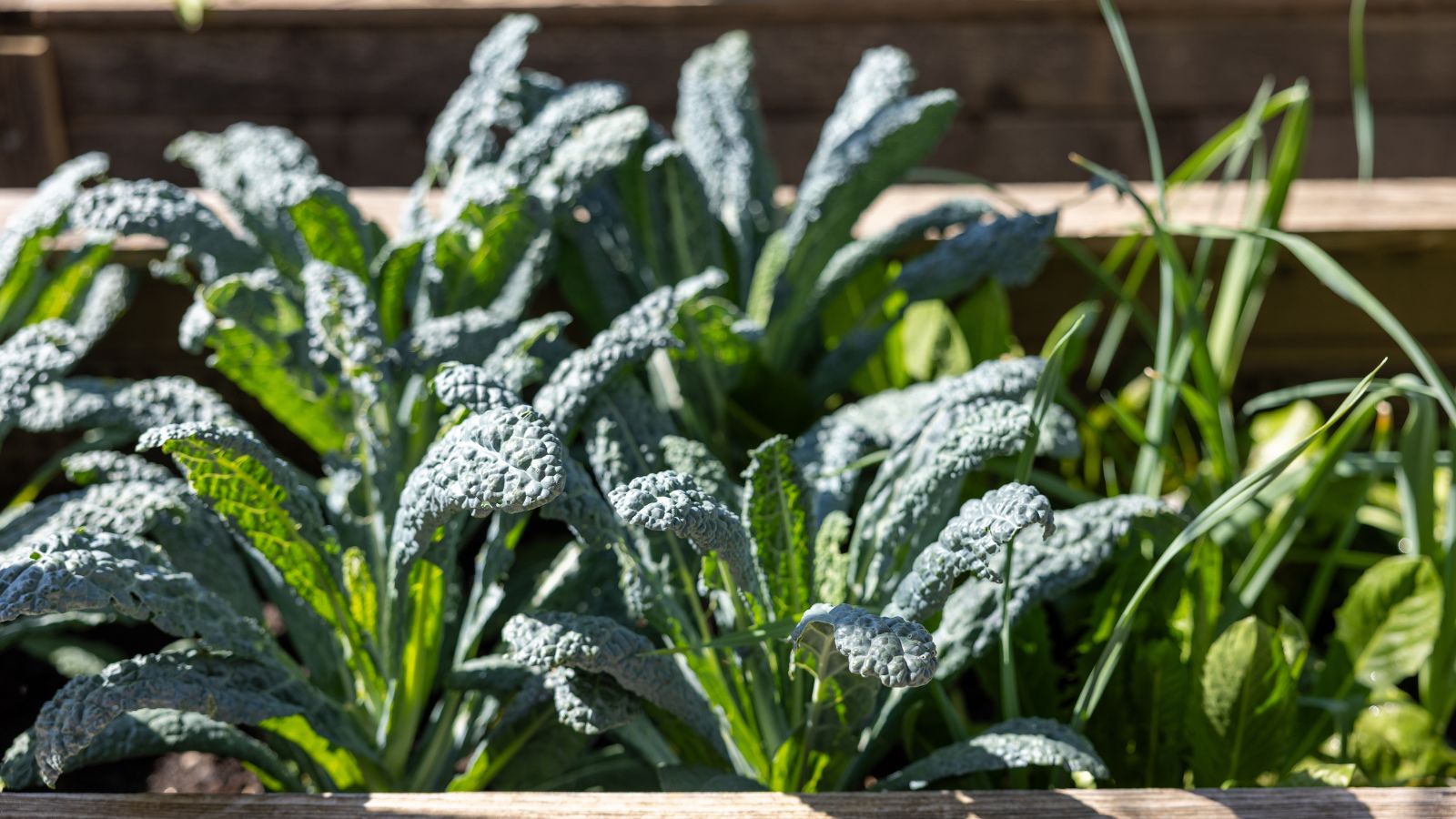 A close-up shot of a composition of developing Kale and Scallions, all placed in a large wooden planter outdoors