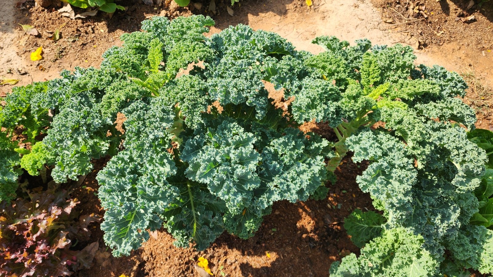 Dense clusters of upright, dark green leaves with deeply ruffled edges growing closely together in a garden bed.