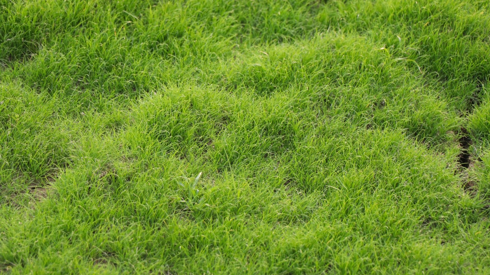 A close-up of a dense, lush lawn with fine, deep green blades forming a smooth, even surface.