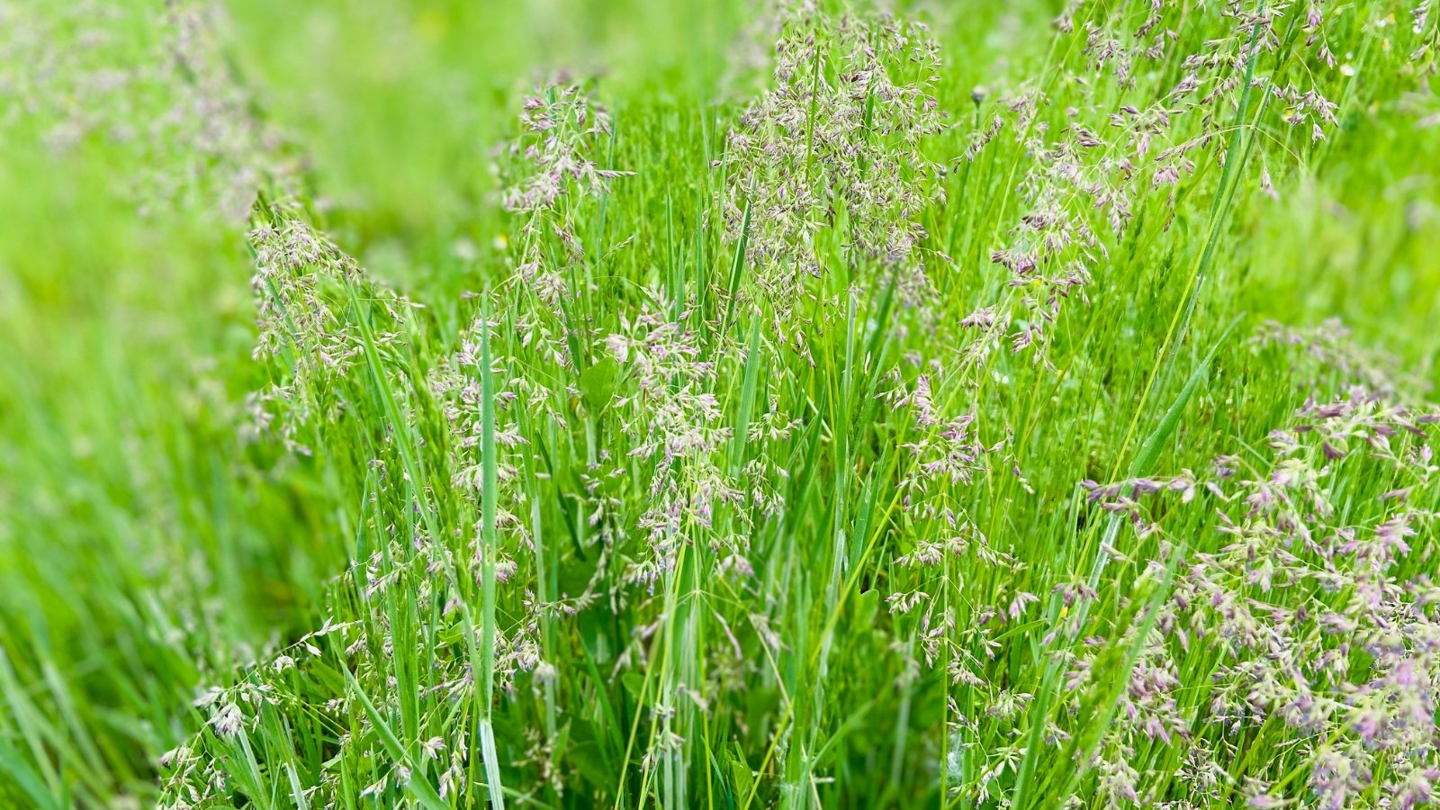 Dense, lush green grass with narrow, pointed blades and slender flower spikes emerging above the foliage, growing evenly across the lawn.