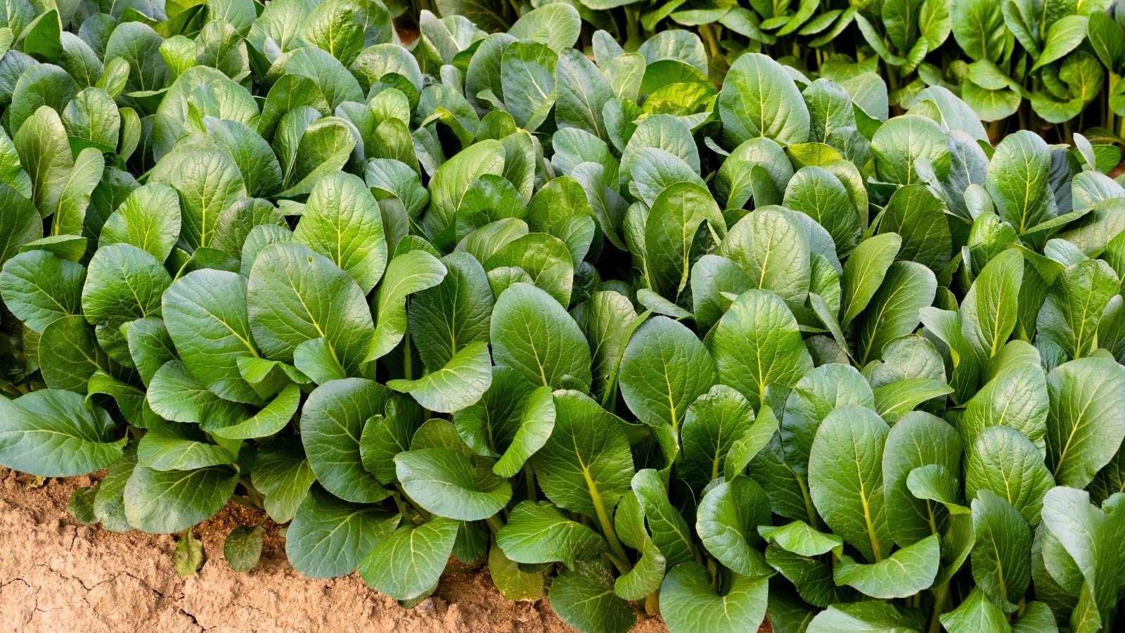 Upright plants with smooth, bright green, elongated leaves and sturdy, pale stems grow densely in the garden bed.