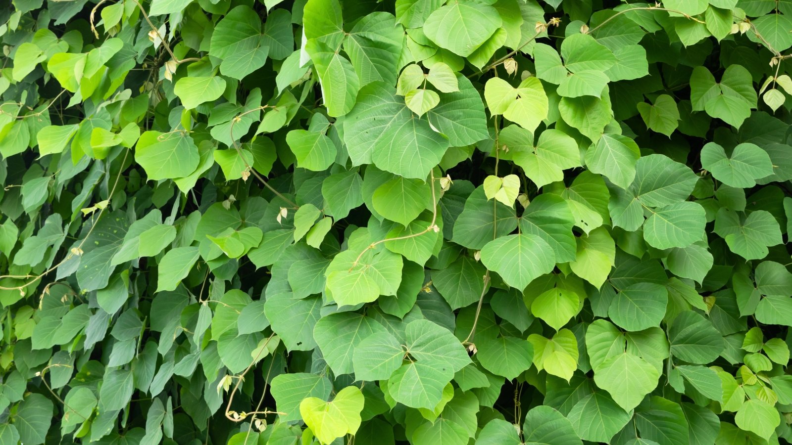 Vigorous, twining stems weave densely across surfaces, adorned with broad, trifoliate green leaves with pointed tips and smooth edges, forming a lush, climbing canopy.