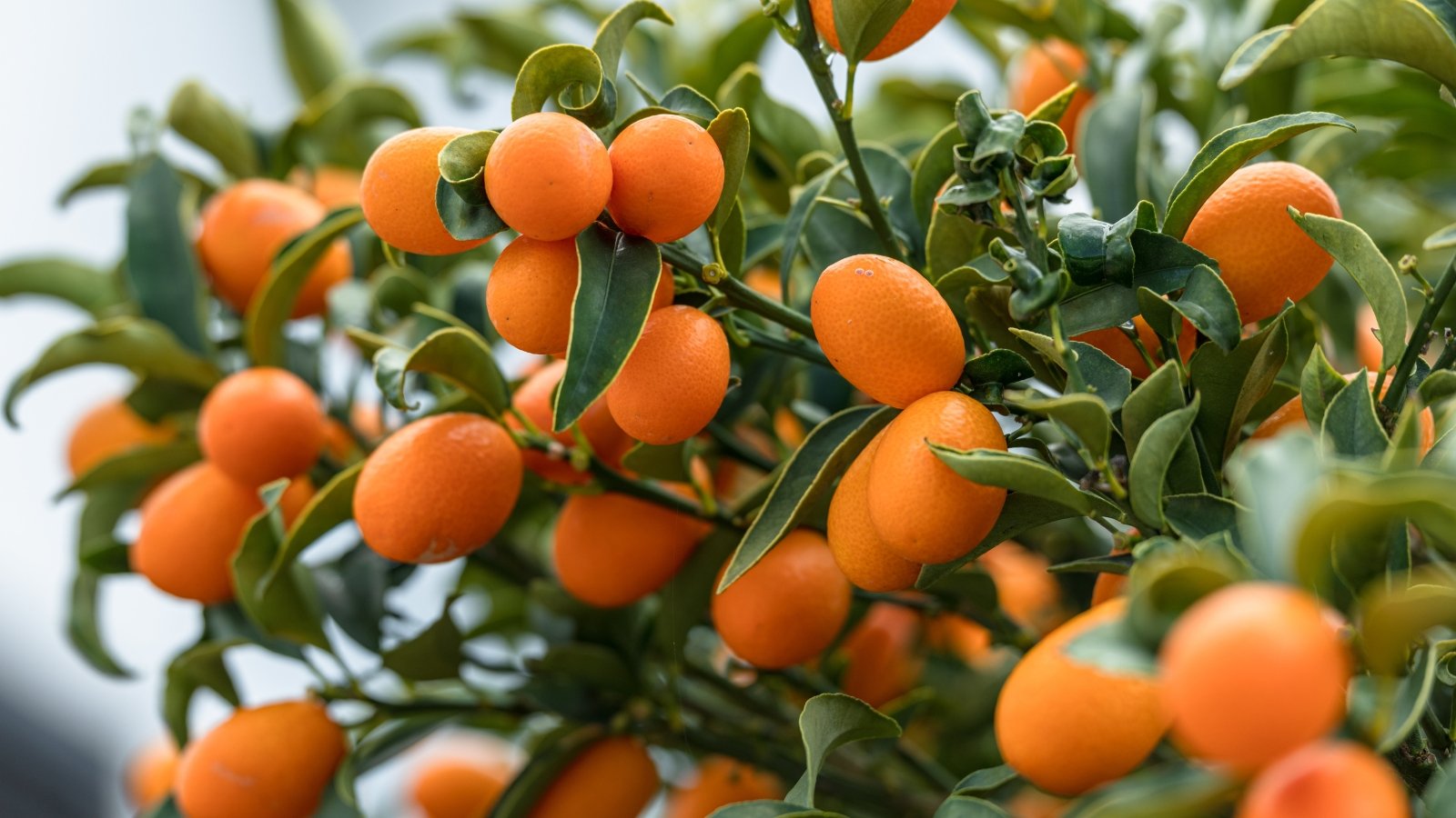 Small oval orange fruits nestled among glossy dark green elliptical leaves on dense branches.