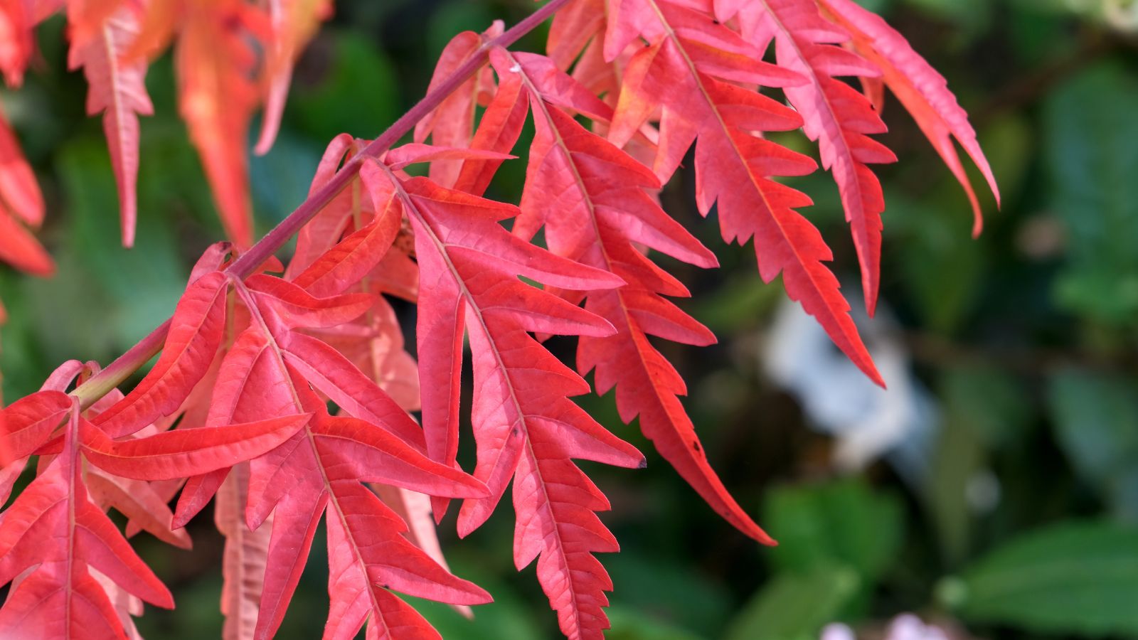 A close-up shot of a composition of toothed and pinnate red-colored leaves of the Laciniata variety of shrub