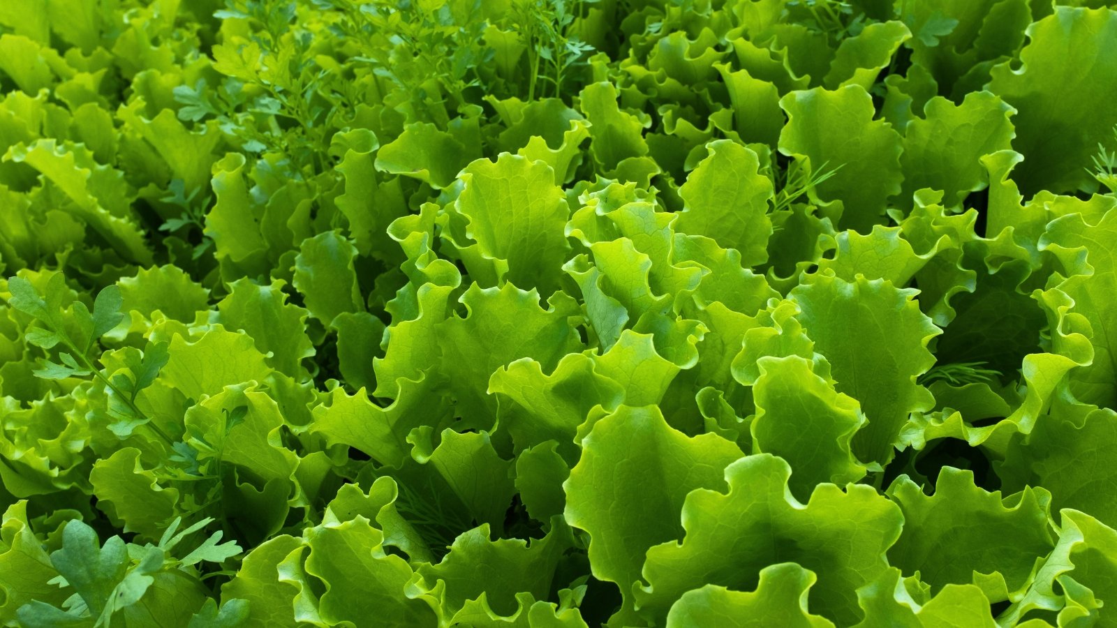 A dense layer of ruffled, broad leaves with a crisp, wrinkled texture and a bright, vibrant green color.