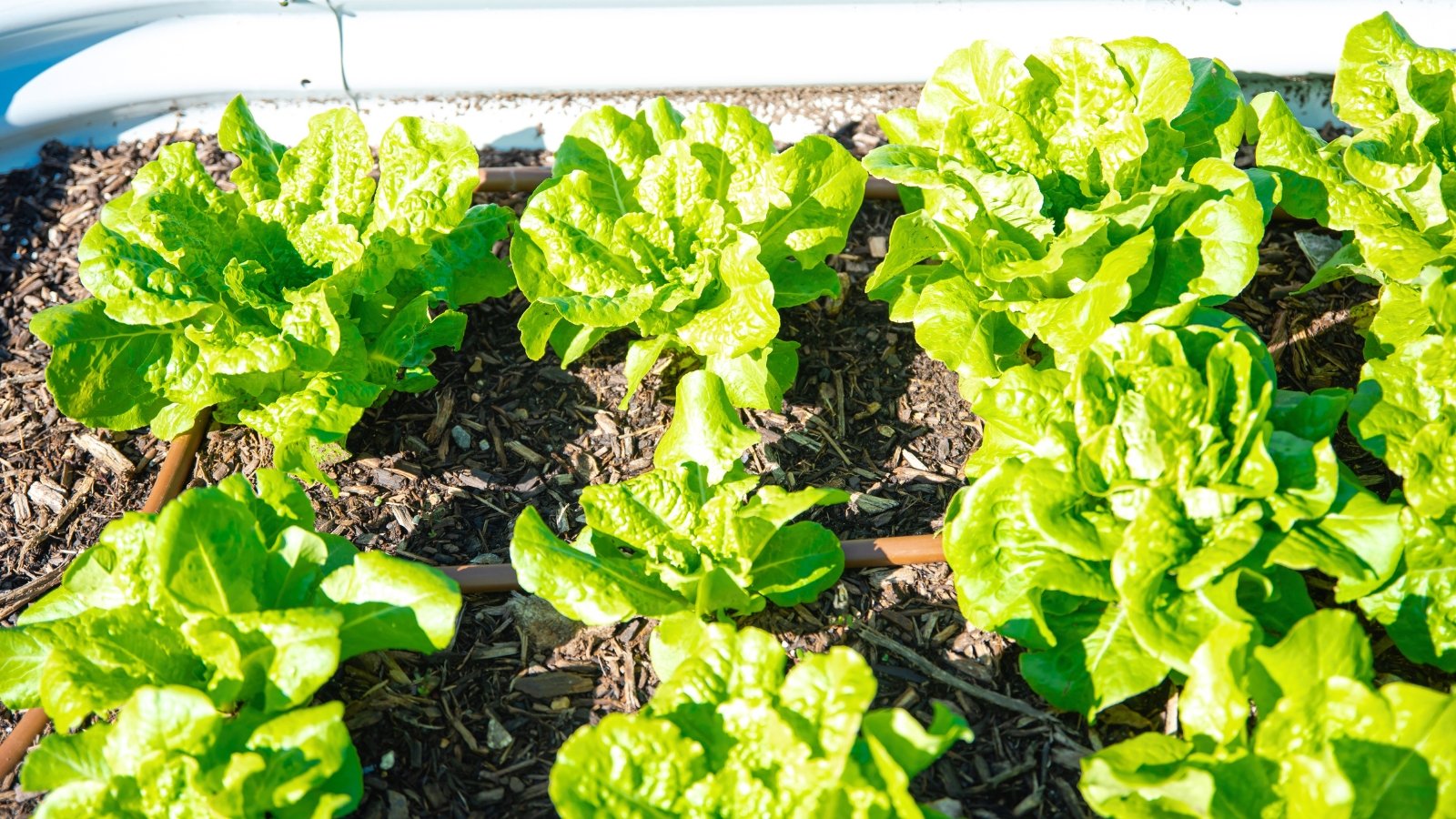 A row of vibrant light-green leaves with smooth surfaces and ruffled edges, forming compact heads.