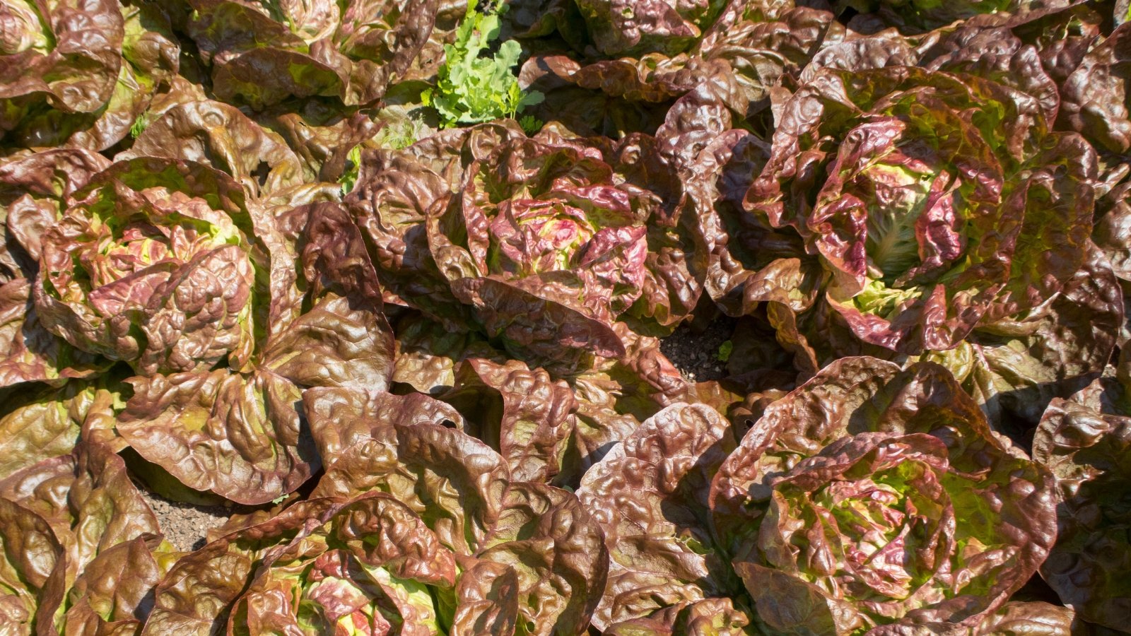A cluster of round, red-tinged leaves with ruffled, crinkled edges growing close together.
