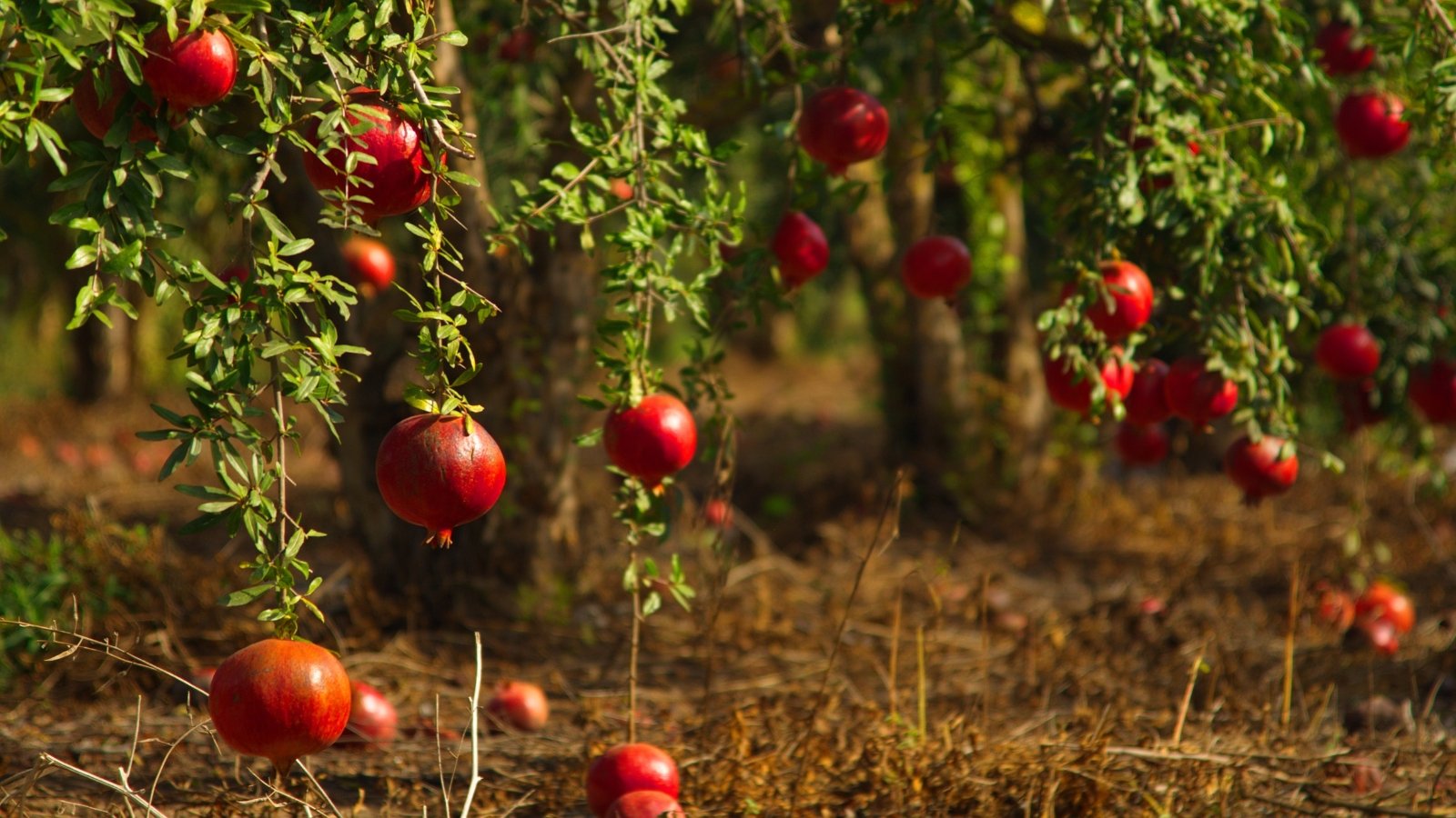 Large, ripe pomegranates with deep red skin hang from leafy branches in an autumn garden.