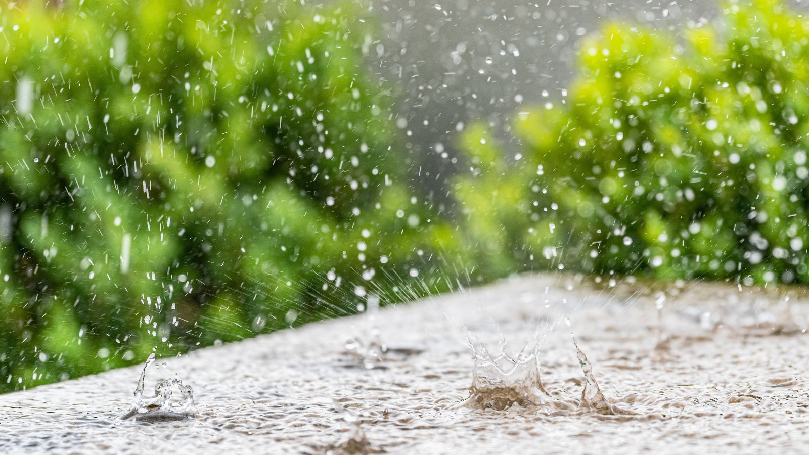 Large water droplets falling on a surface, appearing to be caused by a downpour with other bushes in the background