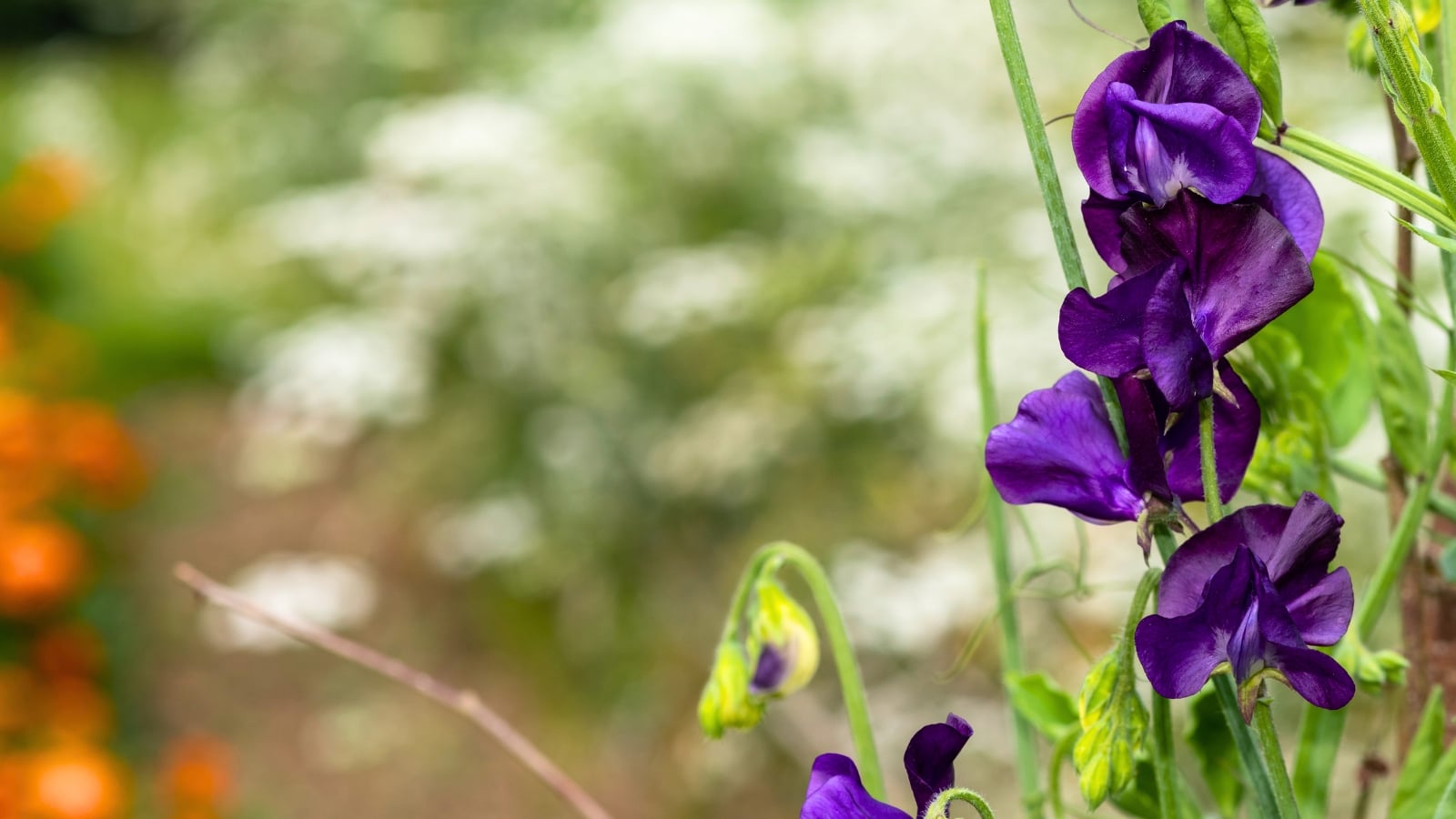 Several large, velvety, dark purple flowers with two prominent upper petals and a pair of smaller side petals growing along a thick green stem.