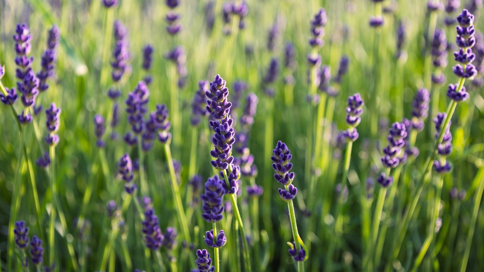 Slender spikes of tiny, violet-purple blossoms with a soft texture rise above a blurred background of green stems and leaves.