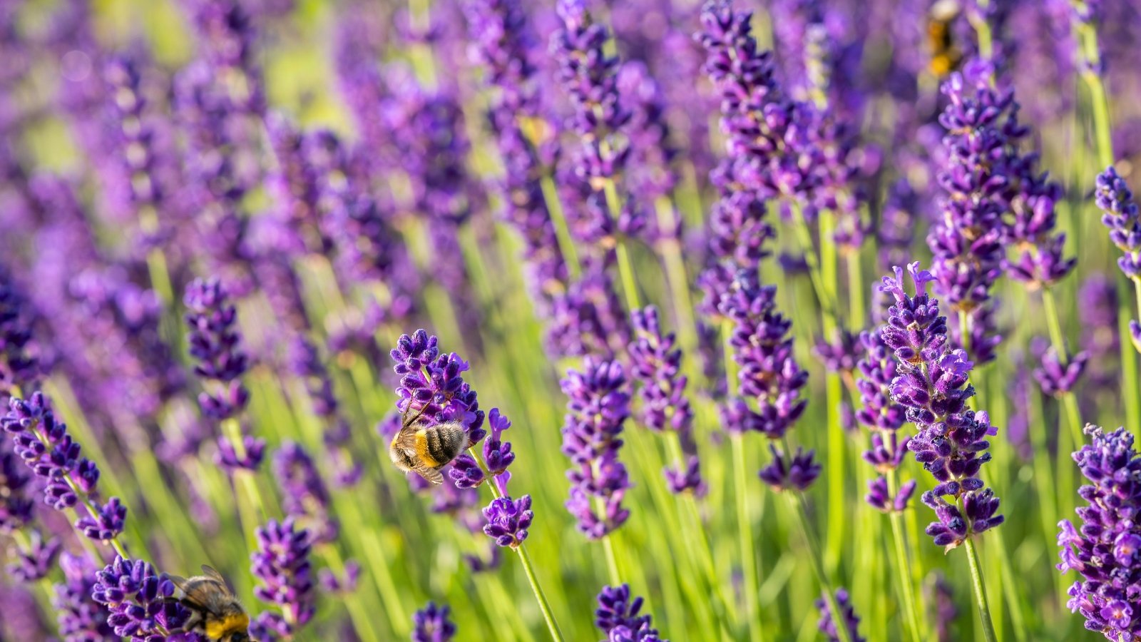 A field of delicate purple flower spikes with tiny individual blossoms, each buzzing with a bee.