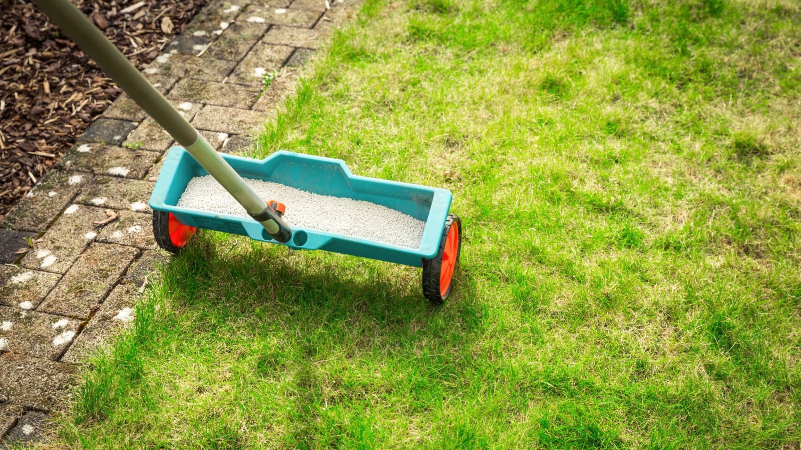 Lawn fertilization tool with wheels and a long handle spreading granular fertilizer evenly over a green garden lawn.