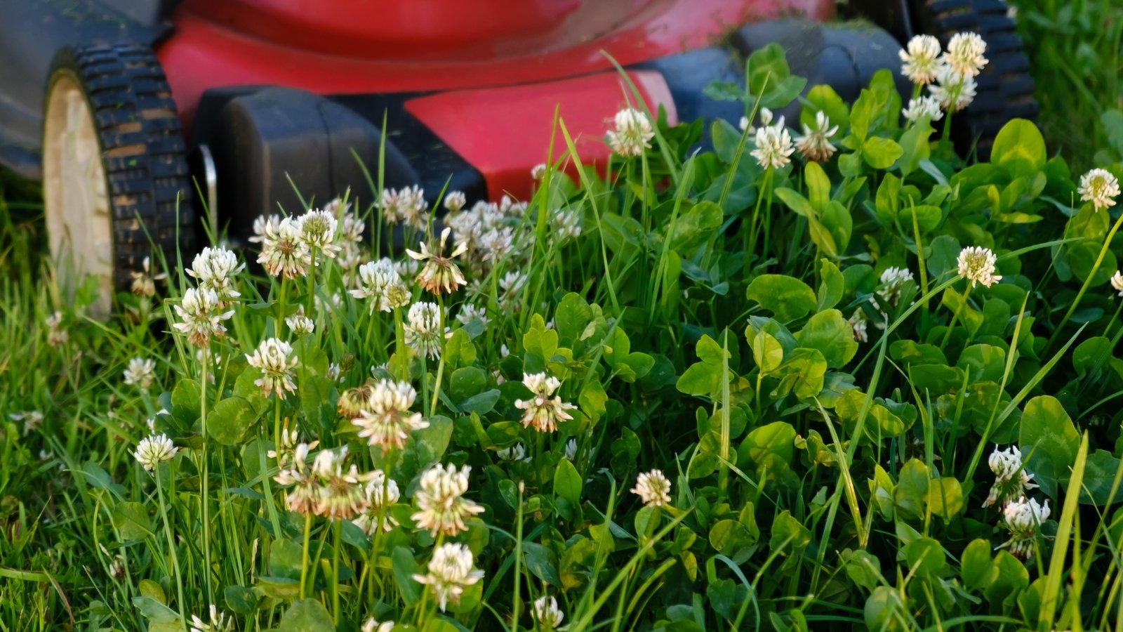 A lawn mower passes over low-growing clover, trimming its dense green foliage dotted with small, round clusters of white flowers.