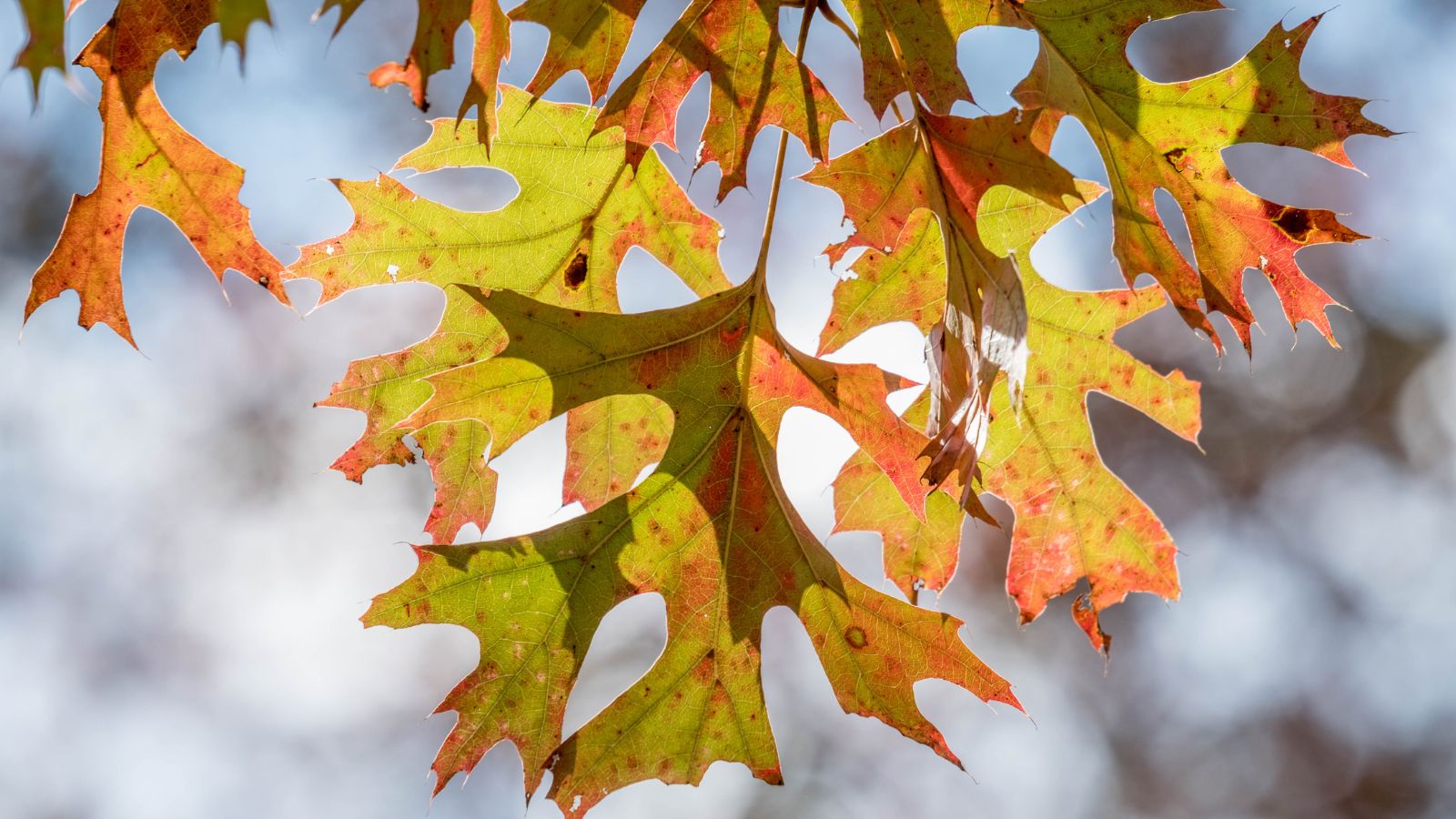 Leaves of the Quercus coccinea appearing to be turning red, with some parts still looking green