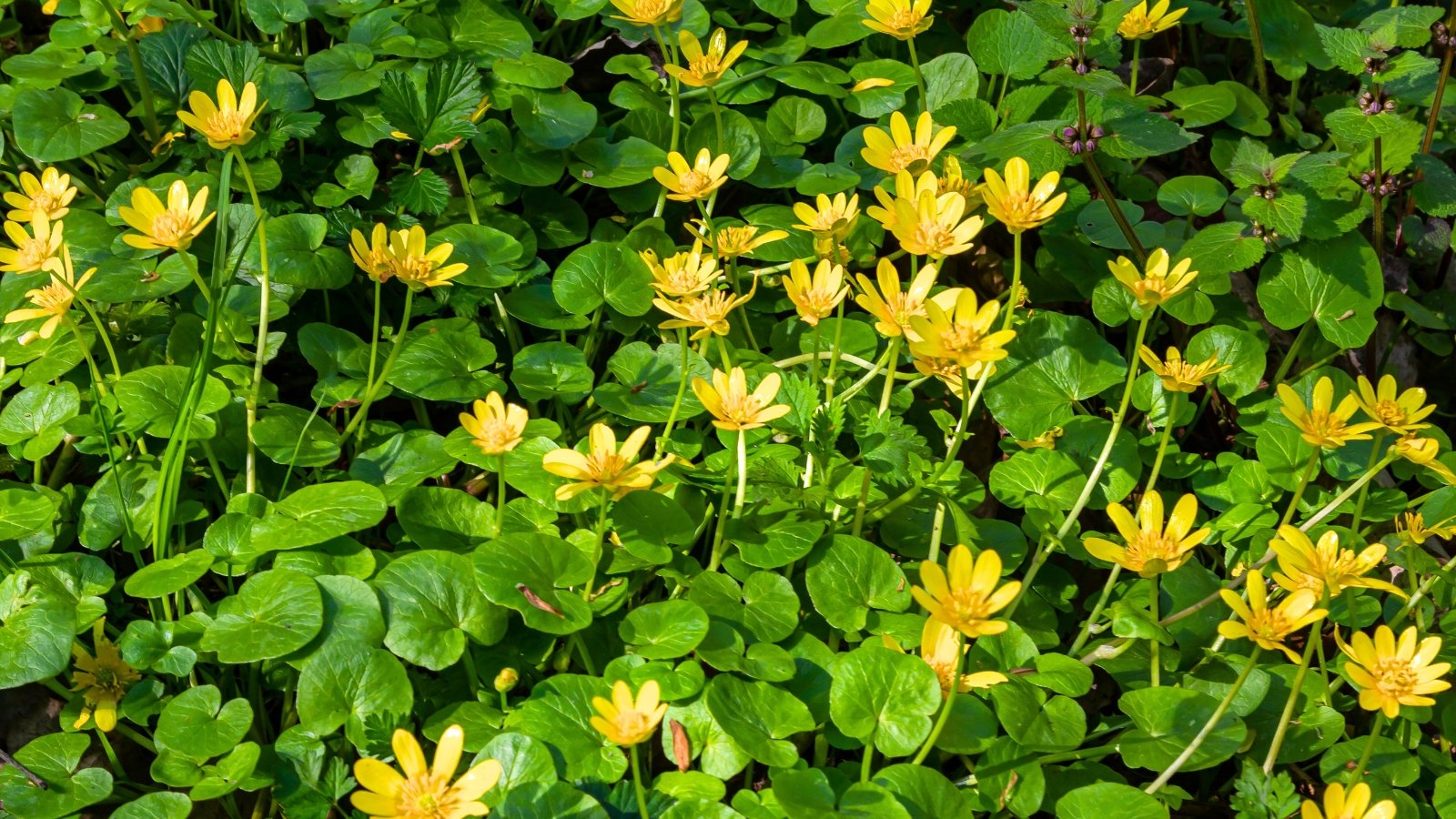 Low, spreading stems hold glossy, heart-shaped green leaves, while bright yellow, cup-shaped flowers bloom close to the ground.