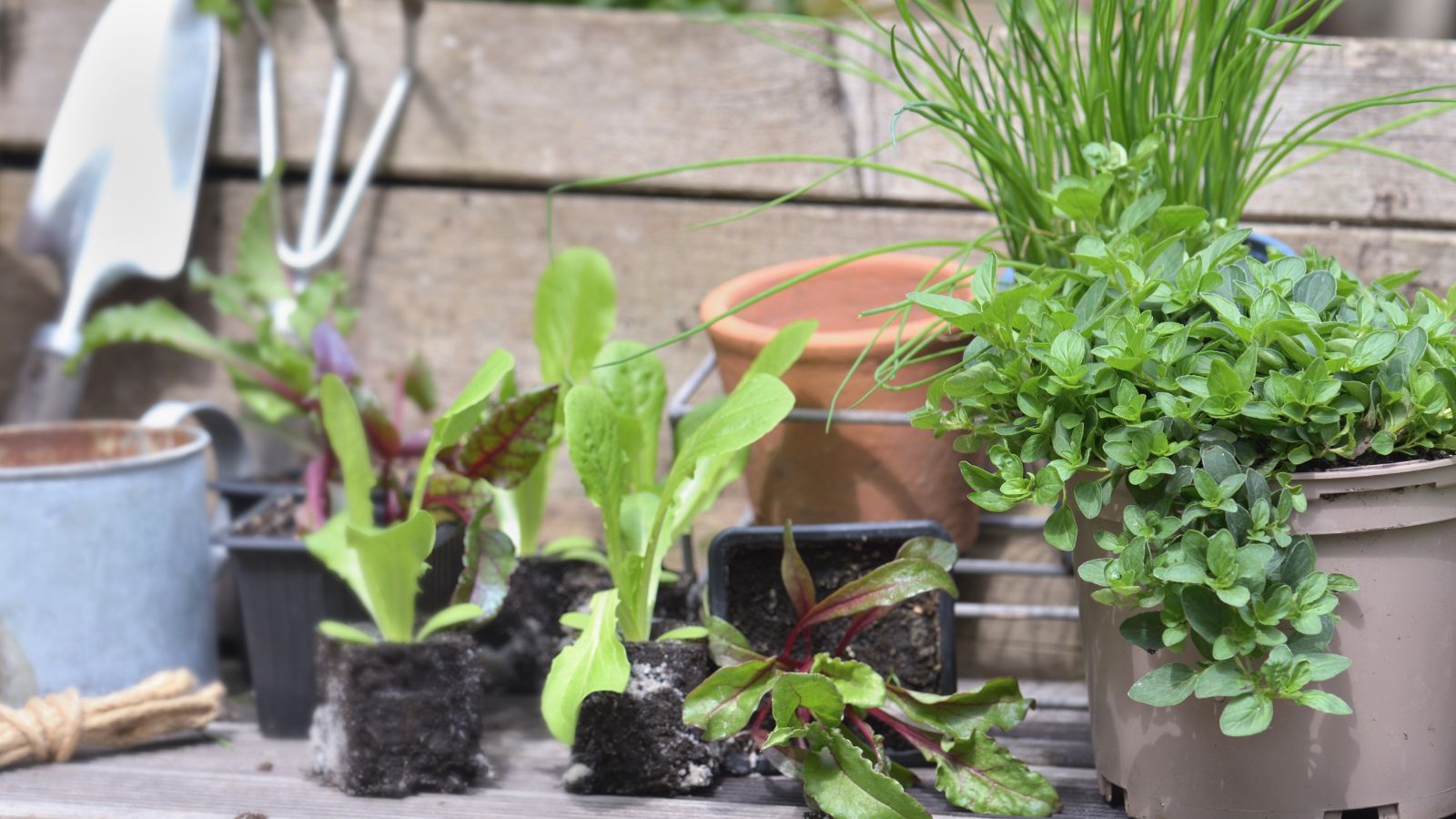 A close-up shot of a large composition of various Lettuce, Beets, and Herbs, all placed on individual planters in a well lit area outdoors