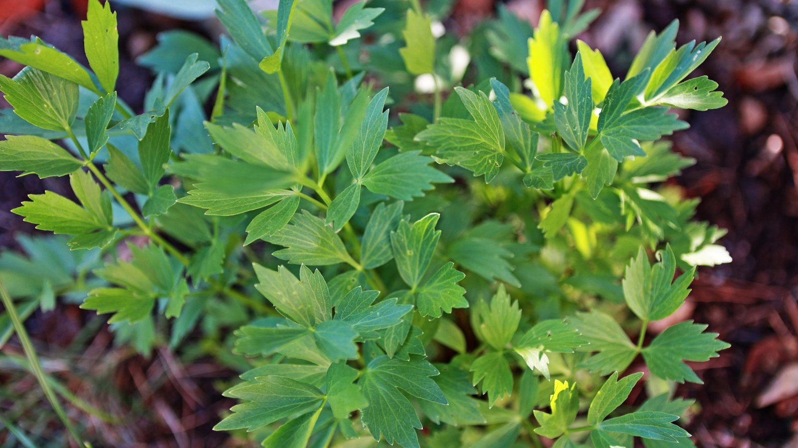 Plant with tall, thick green stems and glossy, dark green, serrated leaves growing upright in the garden bed.
