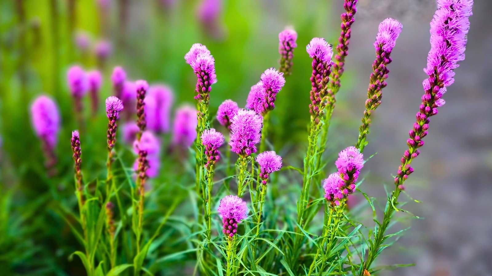 Several tall, spiky stalks with clusters of fluffy, magenta-purple florets blooming from the top downward.
