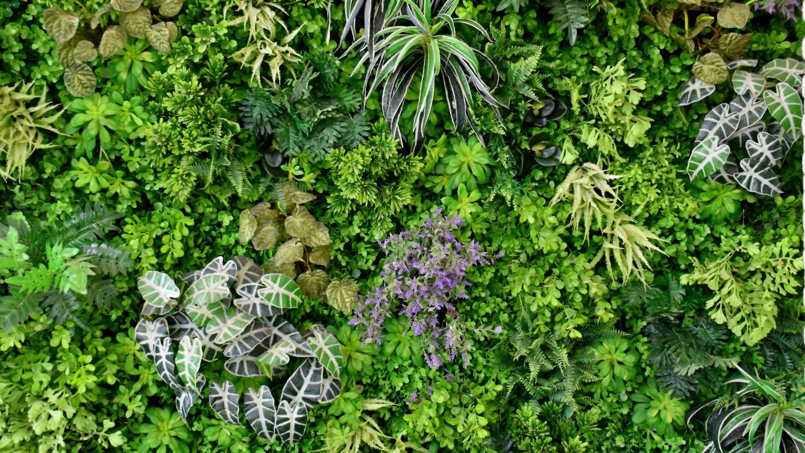 A close-up shot of a large composition of various developing flowers and other greenery, developing on a wall in a well lit area