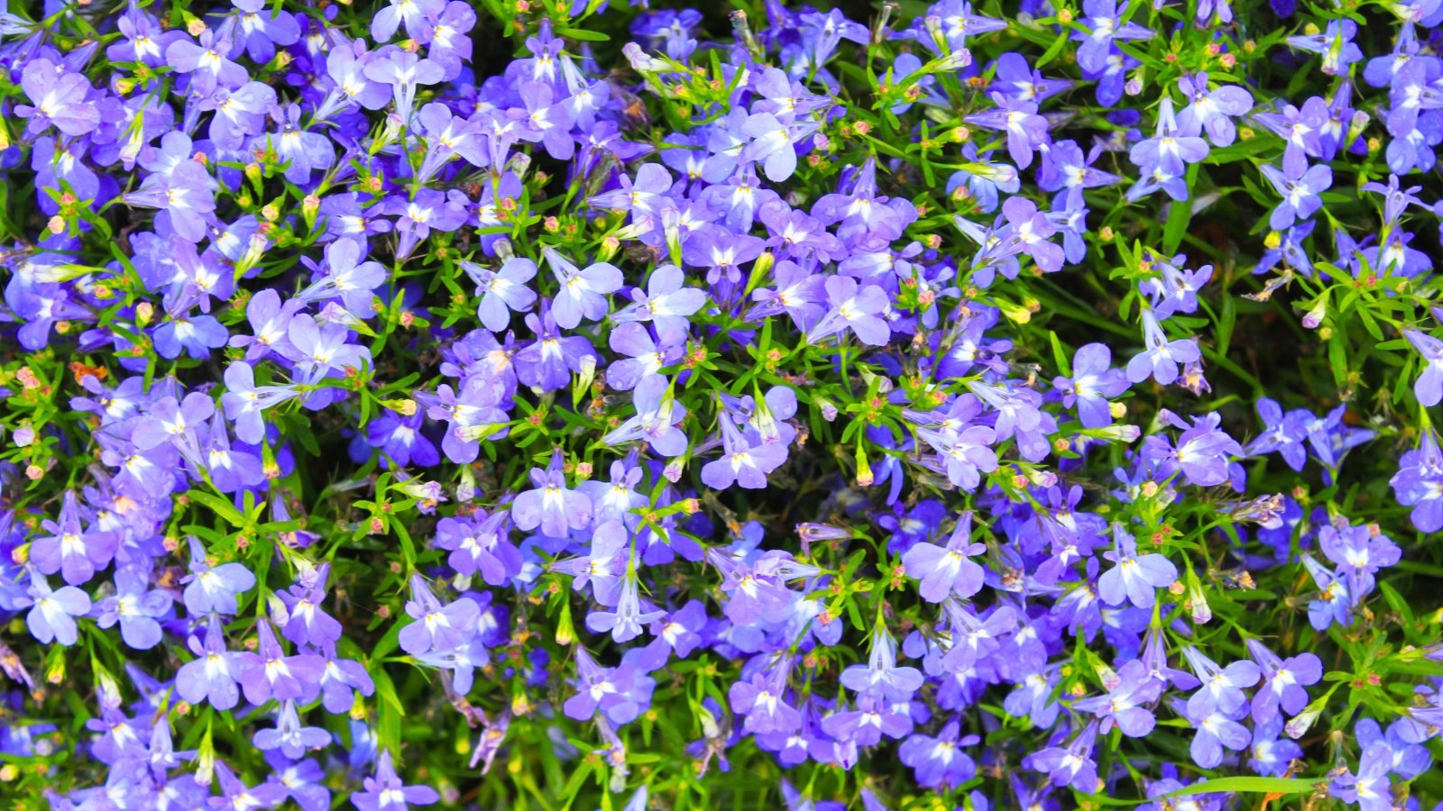 A close-up view of many small, light purplish-blue flowers with five tiny, delicate, unevenly shaped petals and bright green stems.