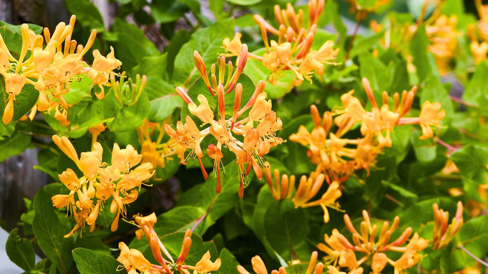 Clustered yellow-orange tubular flowers with flared, petal-like lobes extend from green stems with rounded, oval leaves.