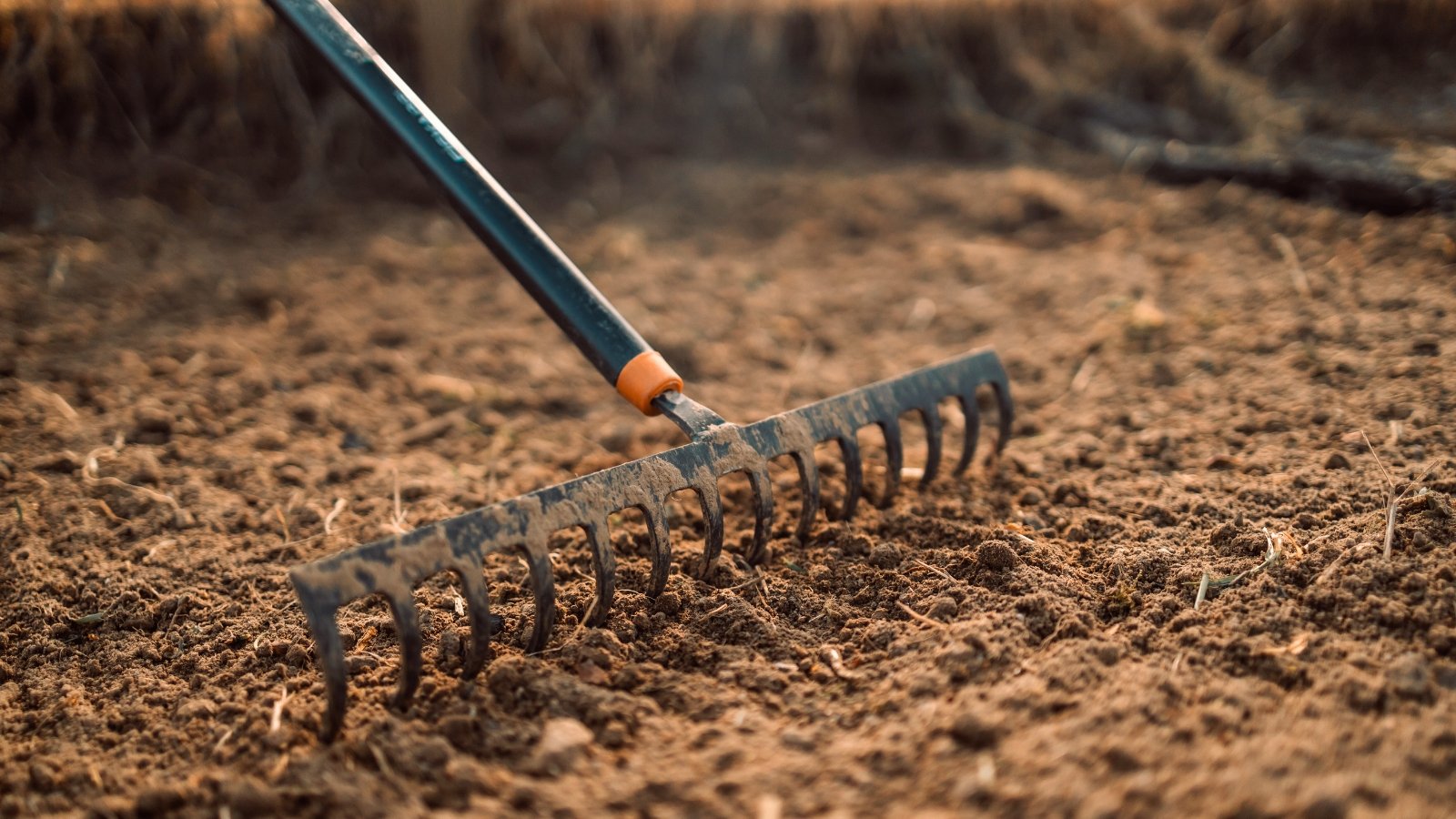 A black metal rake loosening brown soil in a garden bed before planting.