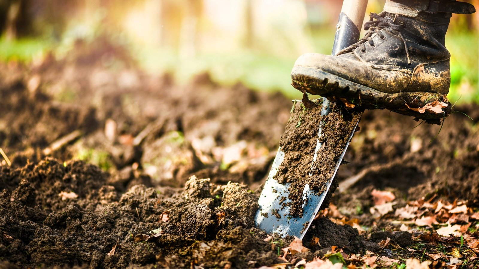 A farmer wearing boots digs into dark, wet soil with a large garden spade, loosening the earth in a garden bed.
