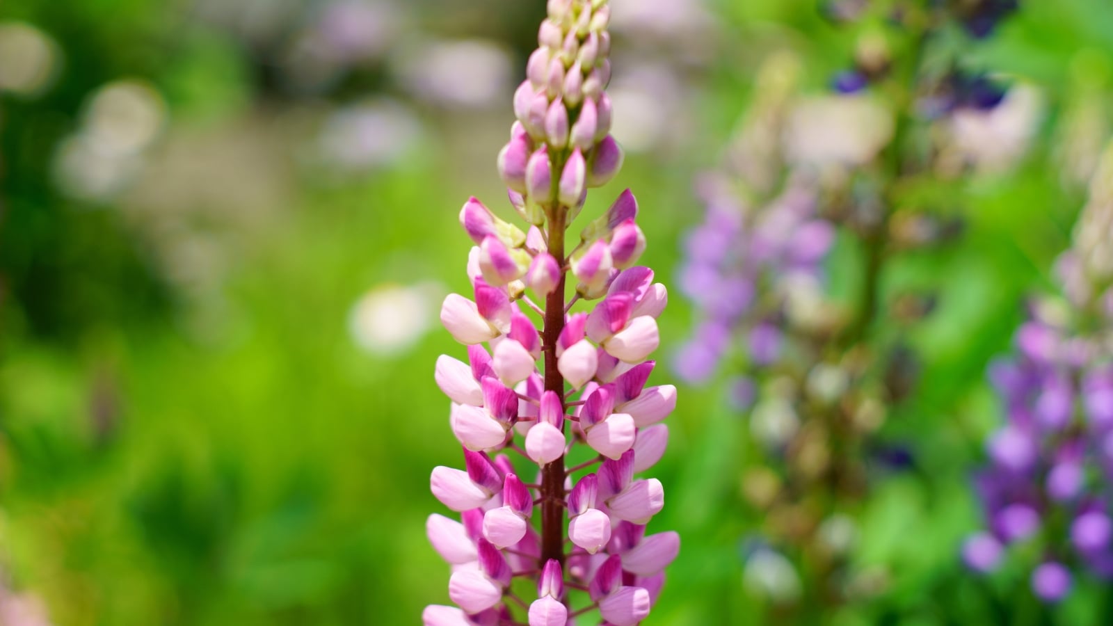 A tall, slender stalk with tightly packed pink and white buds arranged in a spiraling pattern, with a few lighter, open blooms at the base.
