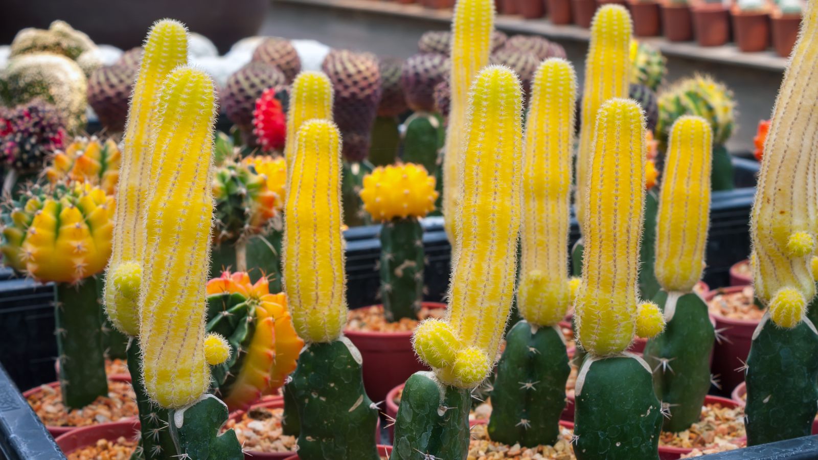 A close-up shot of a composition of tall prickly yellow colored stems of the Lutea variety of succulent, all placed in individual pots