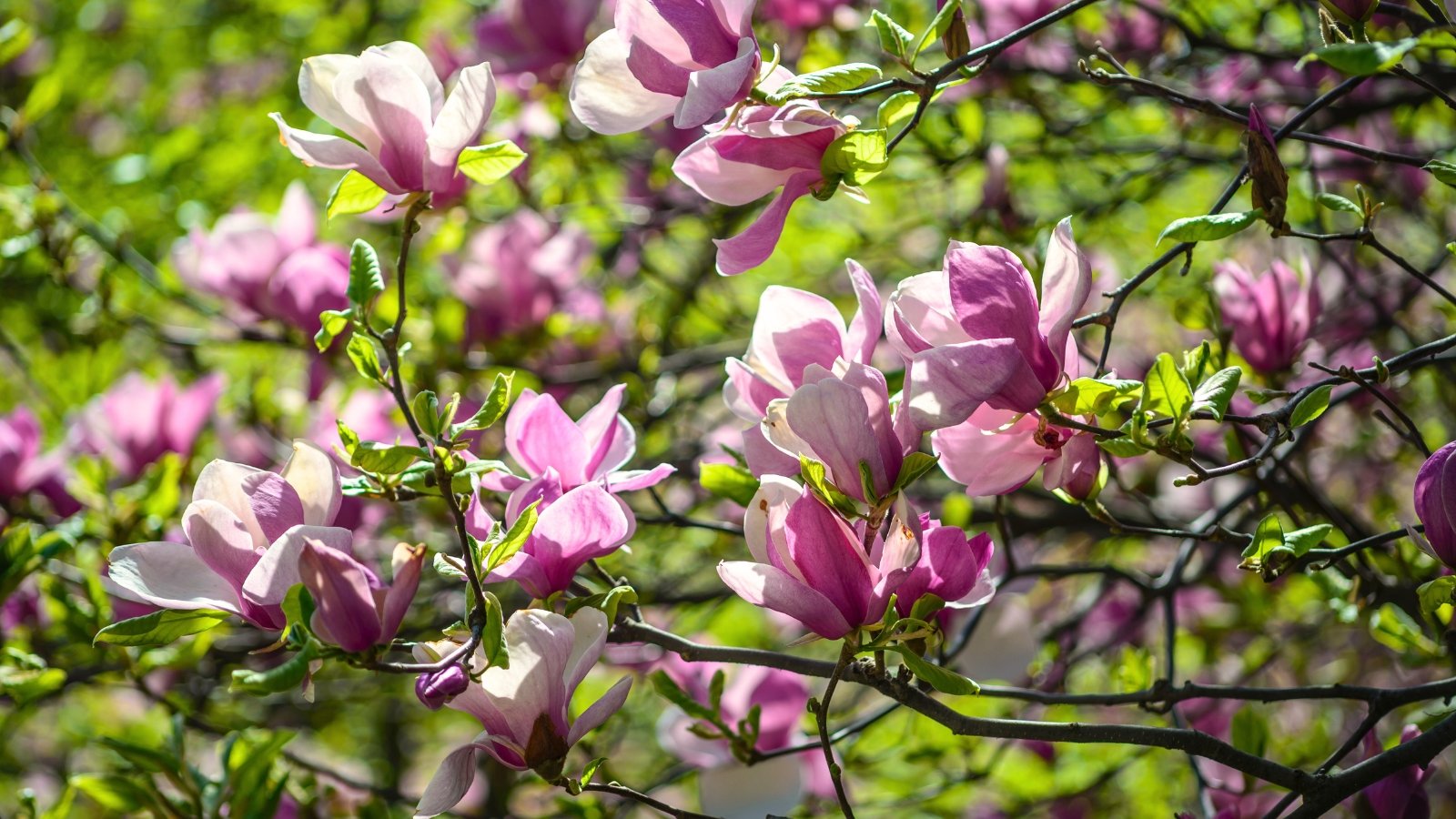 Sturdy branches hold large, oval leaves with smooth edges in deep green, while cup-shaped, rich pink flowers with layered petals bloom prominently among the foliage.